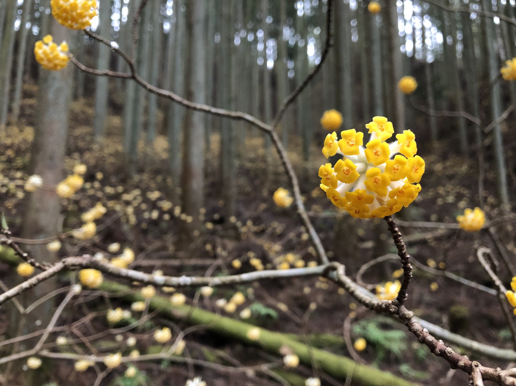 野登山 ののぼり 同伴出勤 ミツマタの香りに誘われて 花咲く娘たちは 花咲く野辺で ひな菊の花の首飾りやさしく編んでいた まだないさんの入道ヶ岳 鎌ヶ岳 仙ヶ岳の活動データ Yamap ヤマップ