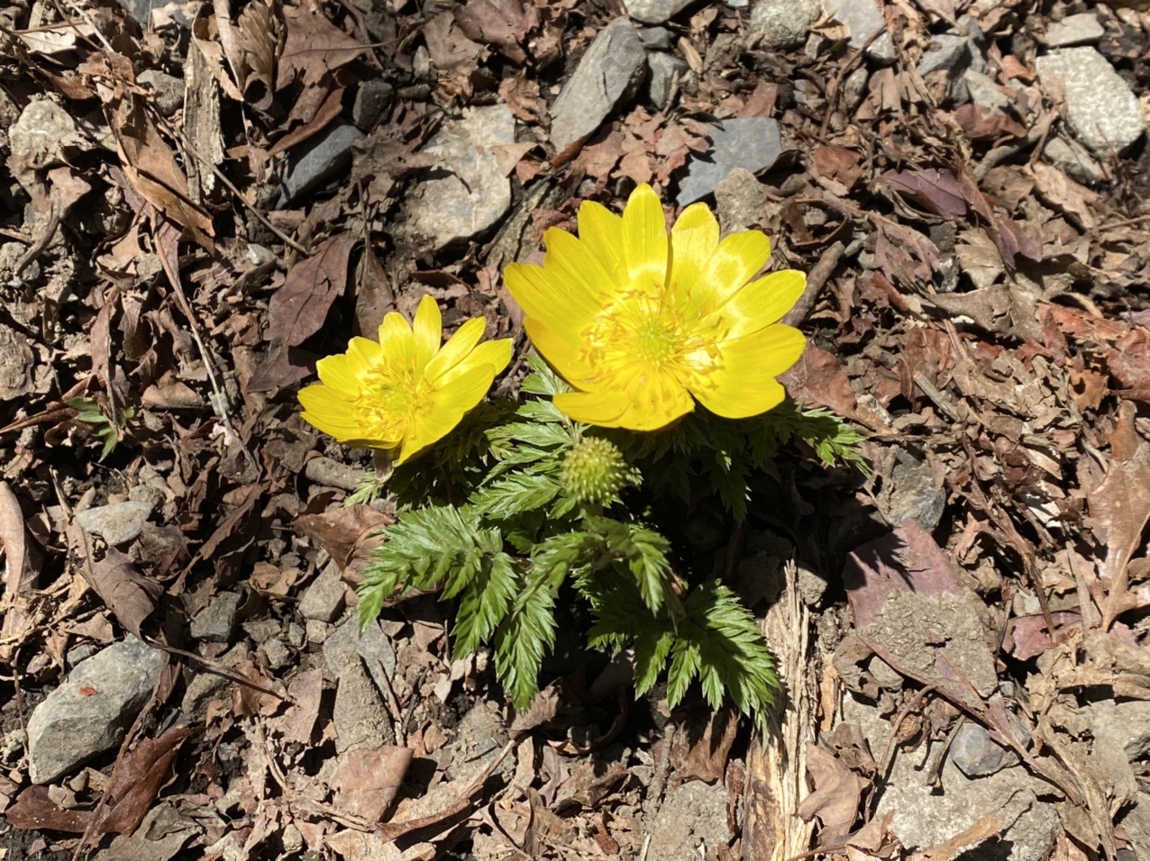 春の野花を探しに 入道ヶ岳 メイココさんの入道ヶ岳 鎌ヶ岳 仙ヶ岳の活動データ Yamap ヤマップ