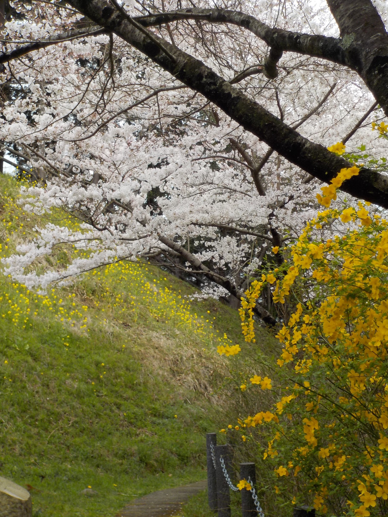 桜満開の河村城跡から洒水の滝へ 神奈川sparrowさんの高松山 大野山の活動データ Yamap ヤマップ