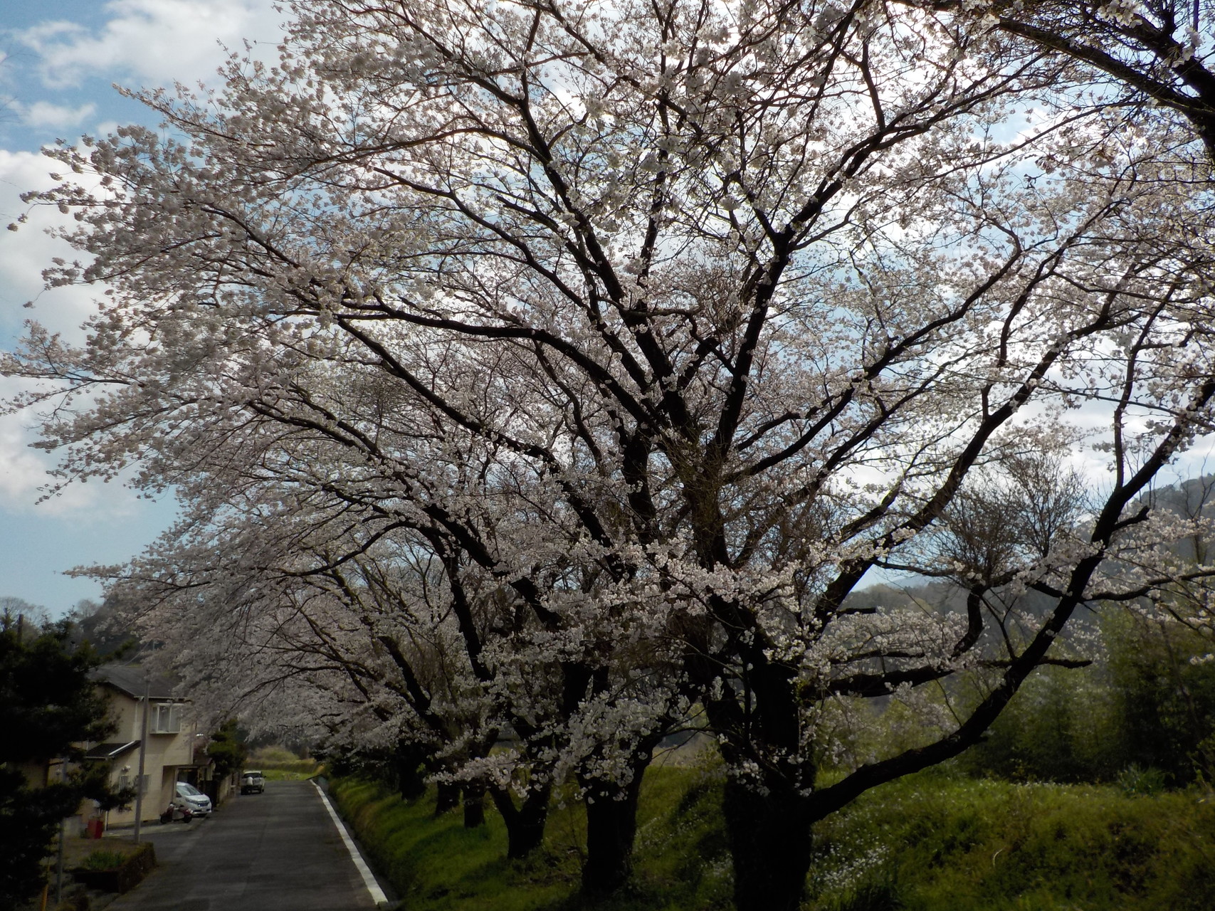 桜満開の河村城跡から洒水の滝へ 神奈川sparrowさんの高松山 大野山の活動データ Yamap ヤマップ