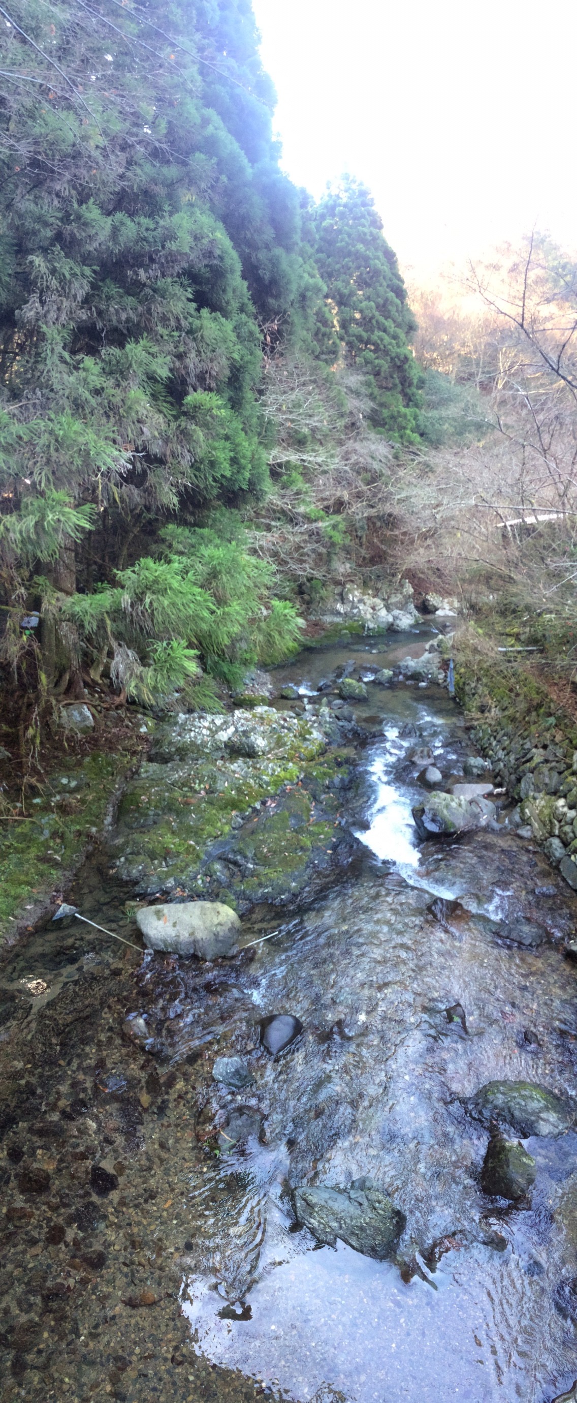 パワースポット出灰不動尊起点 やまたいらさんのポンポン山 京都府 釈迦岳 小塩山 若山の活動日記 Yamap ヤマップ