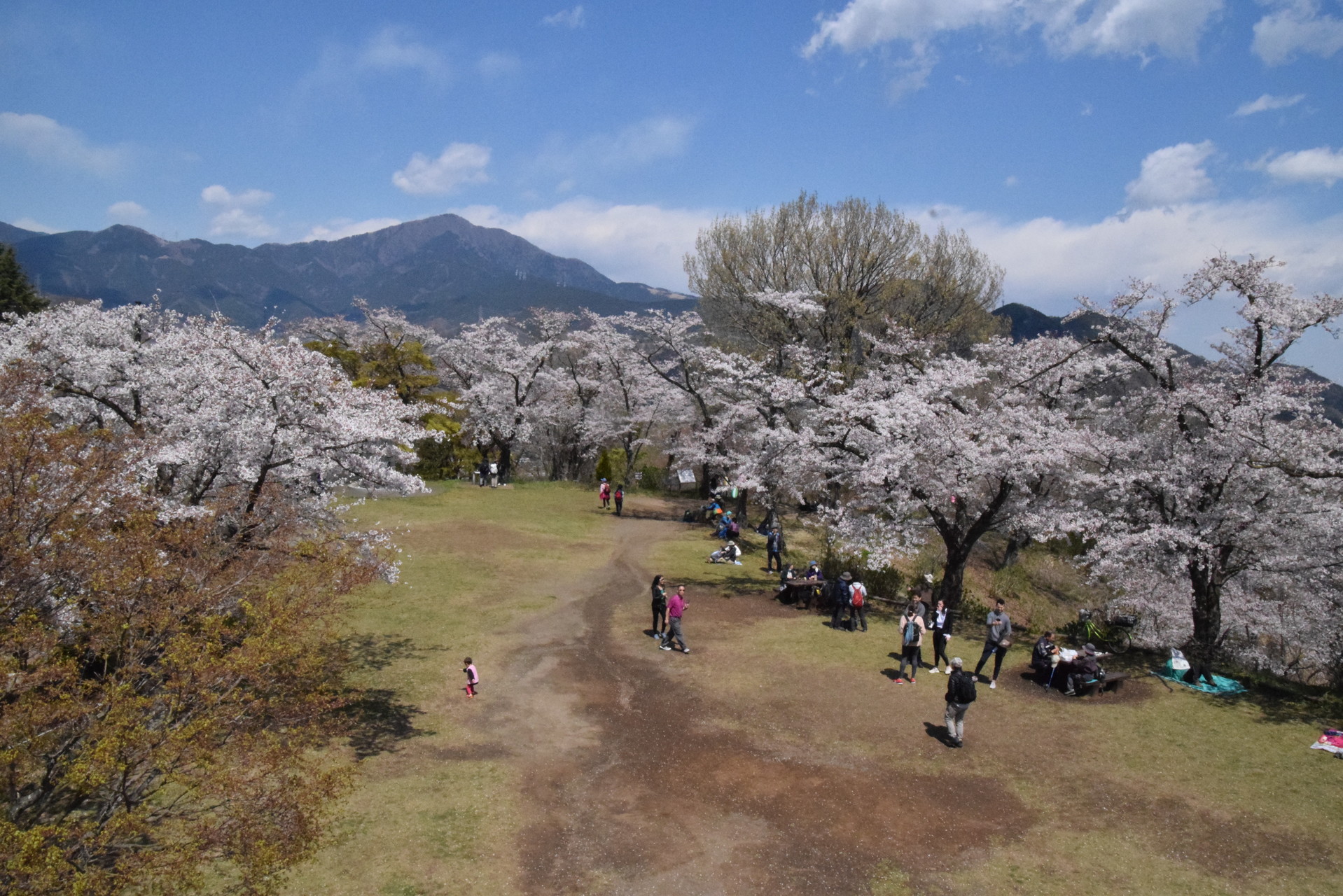神奈川県 弘法山公園の桜 Ryuyuさんの弘法山の活動データ Yamap ヤマップ