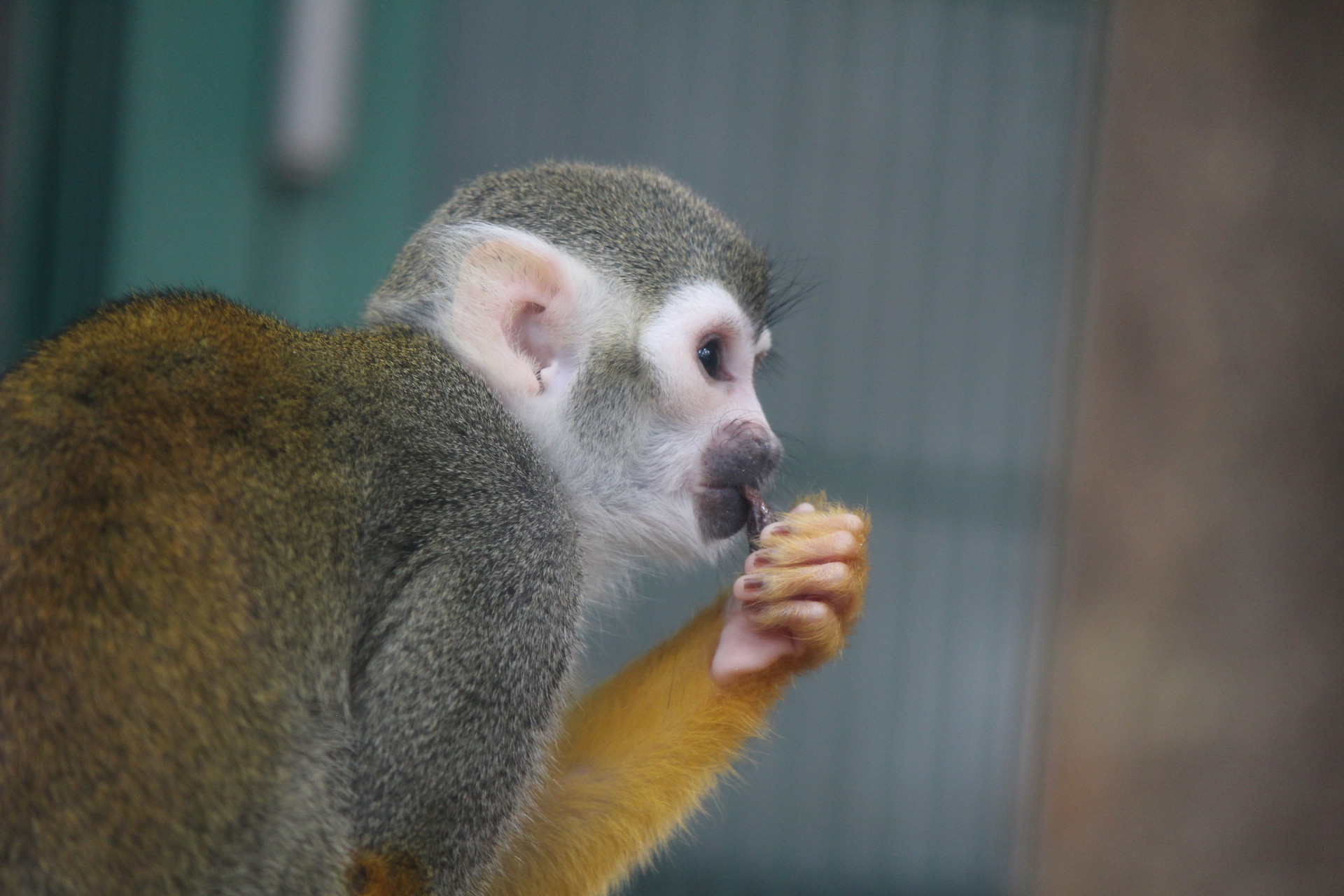 円山動物園 リスザルに餌やり体験 なおさんの札幌市の活動日記 Yamap ヤマップ