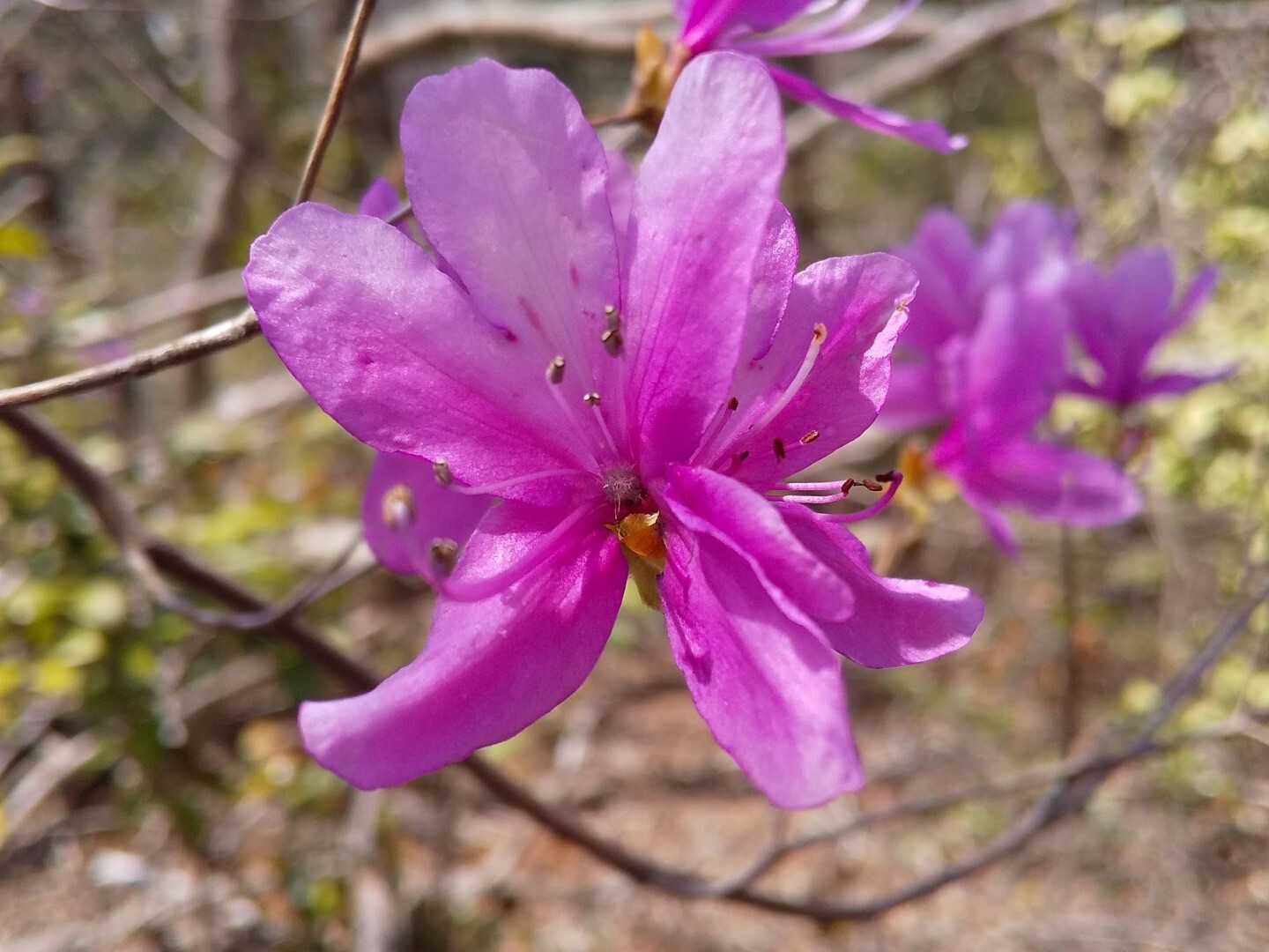 まむし道から八丈岩 六方辻 無名のp248を徘徊 Toyoさんの交野山 国見山の活動日記 Yamap ヤマップ