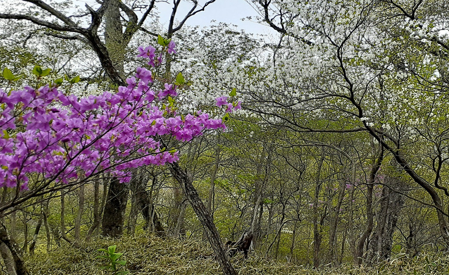 赤城山ツツジ開花どうかな Yamaokeikoさんの赤城山 黒檜山 荒山の活動データ Yamap ヤマップ