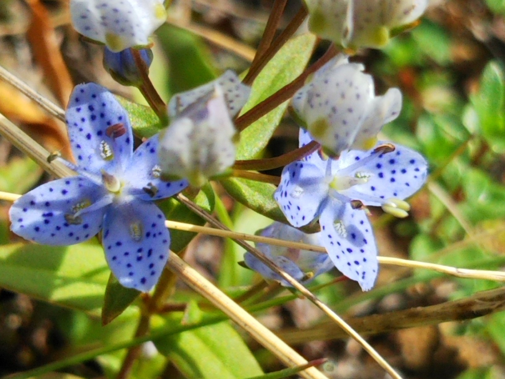 初秋のアポイ岳 Dennjyoさんのアポイ岳の活動データ Yamap ヤマップ