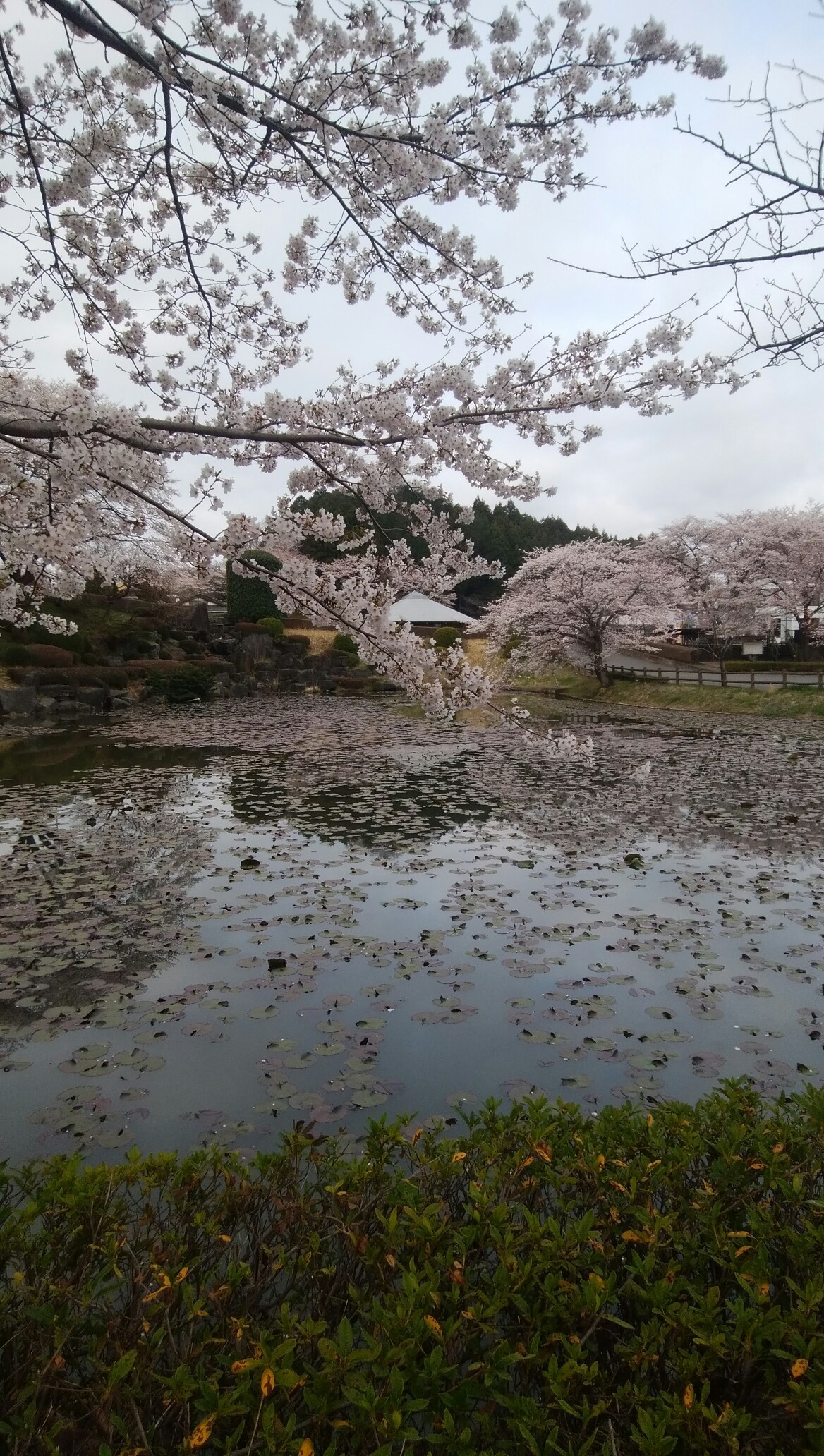 花の綺麗な鹿沼市花木センター散歩 ヒロシさんの大沢山 高鳥屋山の活動データ Yamap ヤマップ