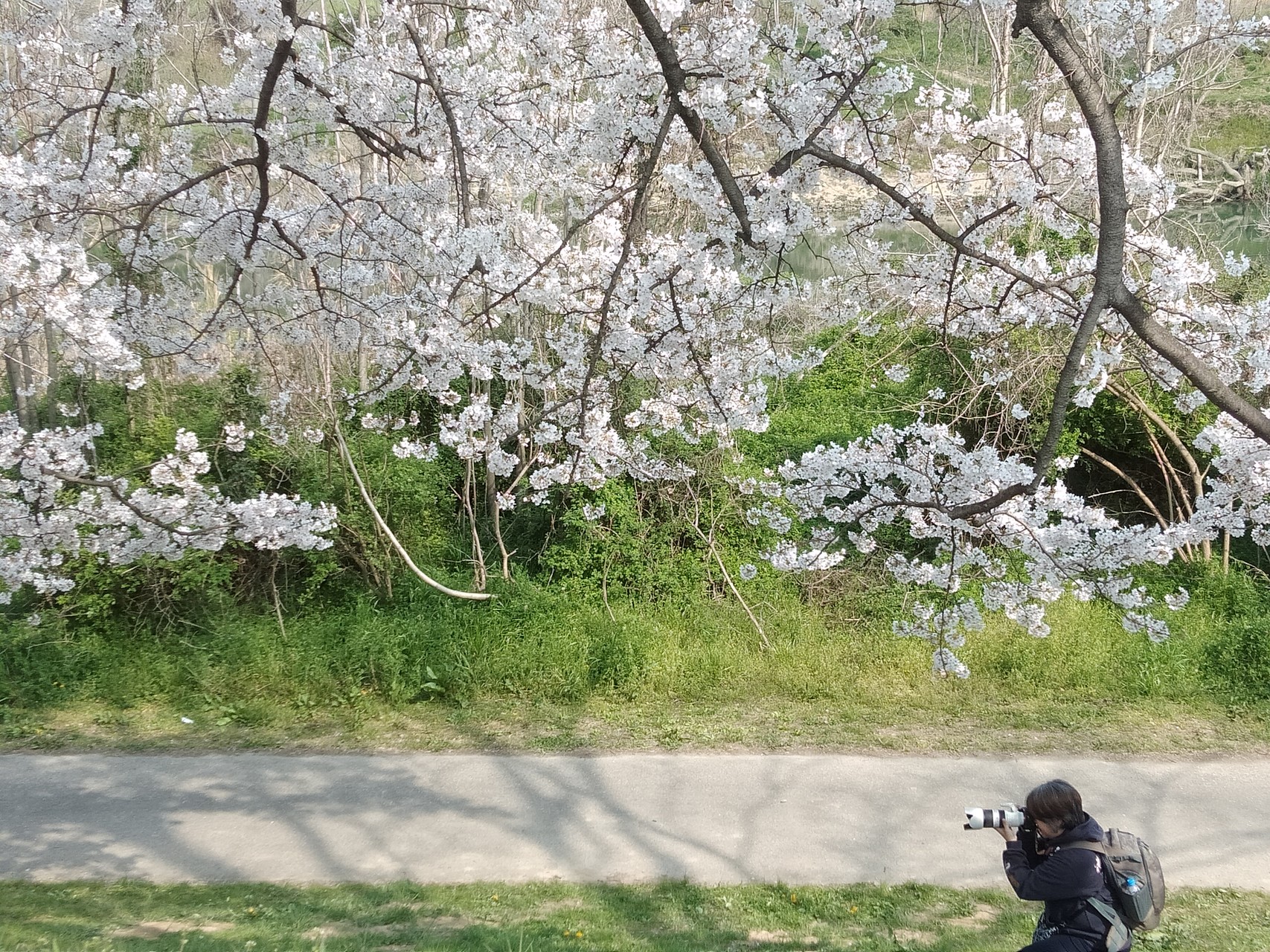 男山 石清水八幡宮 背割堤 桜見物 Yiaさんの京街道 淀宿 枚方宿 の活動データ Yamap ヤマップ