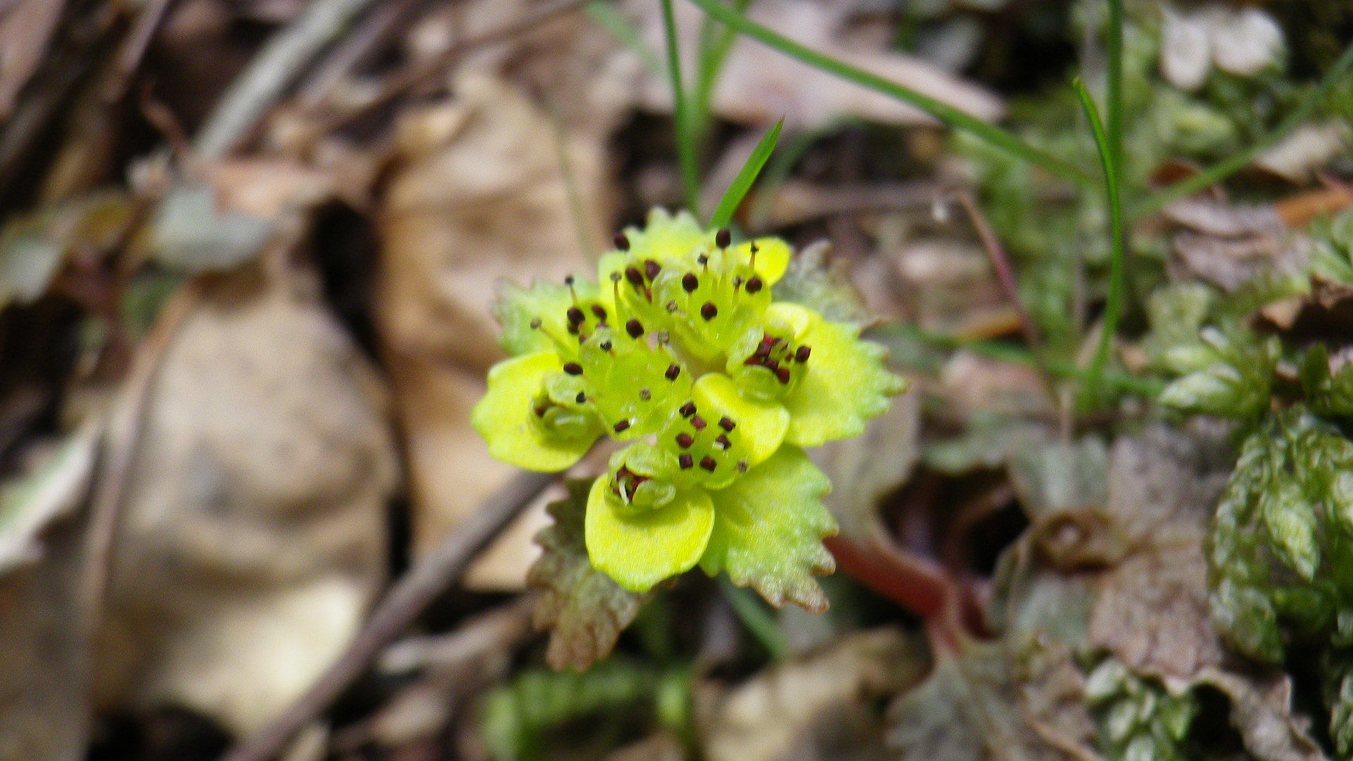 面白い名前のオボコンベ山 Stealthさんのオボコンベ山 桐ノ目山の活動データ Yamap ヤマップ