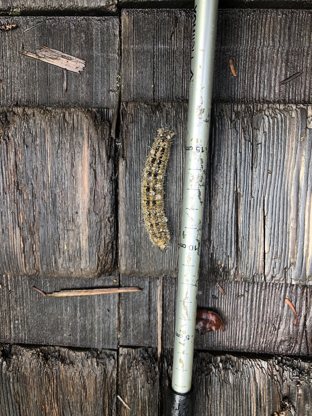 絶景と秘湯の北アルプスの奥地へ 水晶岳 薬師岳 黒部五郎岳の写真95枚目 巨大な毛虫 約6cm Yamap ヤマップ