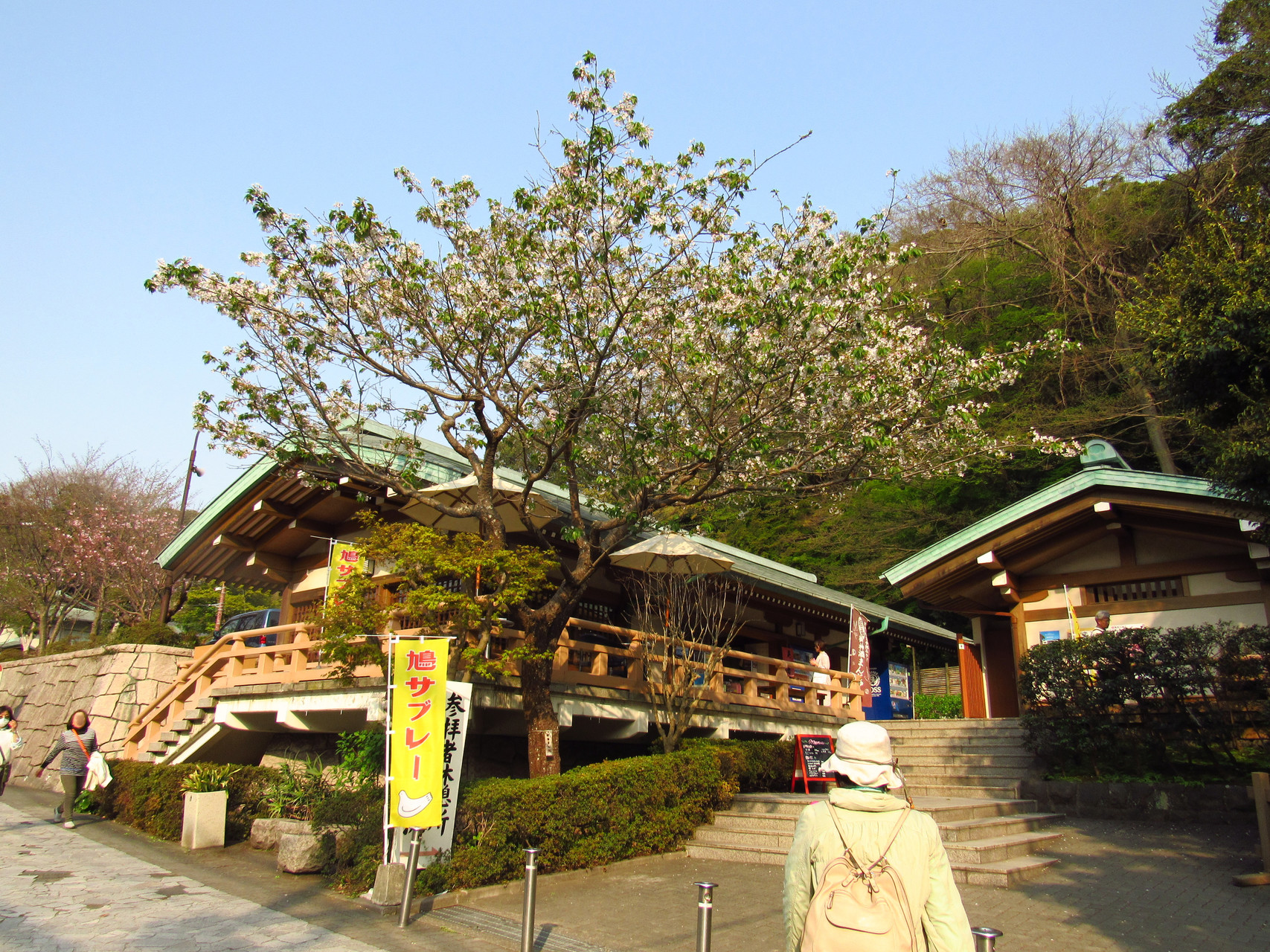 春の鎌倉ウォーキング 鶴岡八幡宮 北鎌倉 六国見山 大船商店街 Peifanさんの鎌倉市の活動日記 Yamap ヤマップ