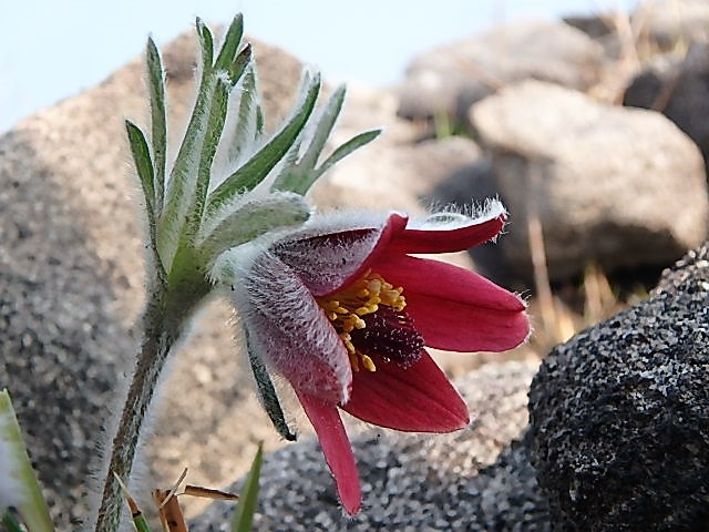 平尾台のオキナグサに会いに行こう Mikeさんの平尾台 貫山 水晶山の活動データ Yamap ヤマップ