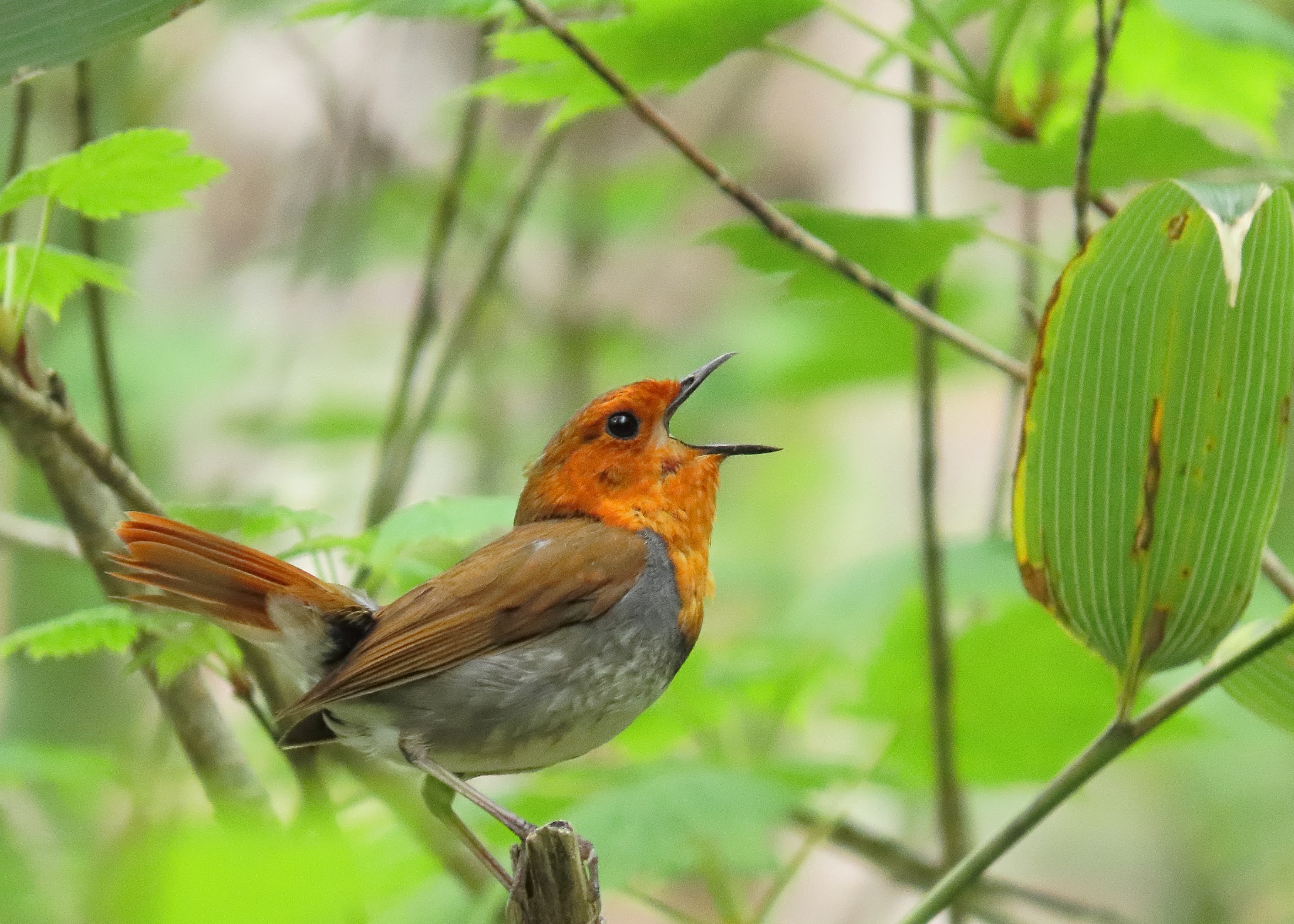 野鳥写真 Mycollection Chromeさんの札幌市の活動日記 Yamap ヤマップ