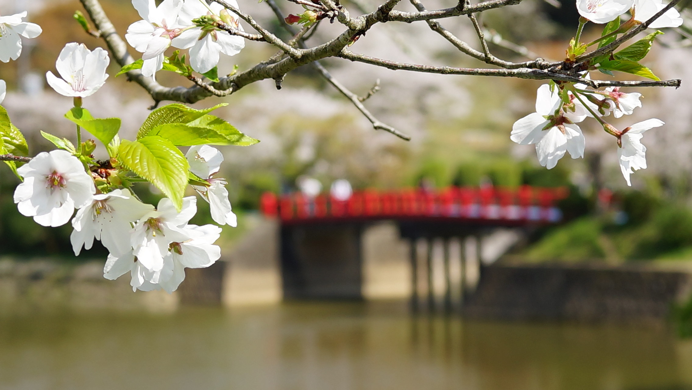 甘木公園 大平山 安見ヶ城山 Masahiro さんの大平山 福岡県朝倉市 安見ヶ城山の活動日記 Yamap ヤマップ