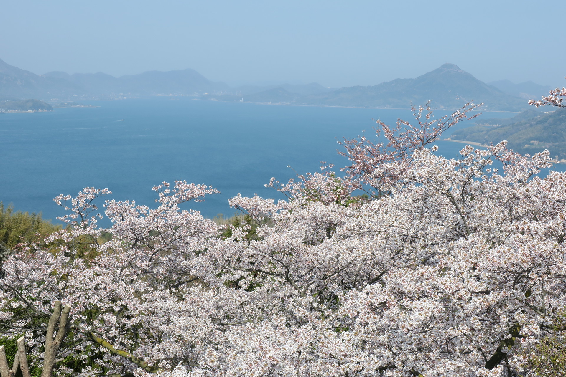 激坂を登れば満開の桜 伯方島 開山公園19 04 06 むっちゃんさんの瀬戸内しまなみ海道 南エリア の活動データ Yamap ヤマップ