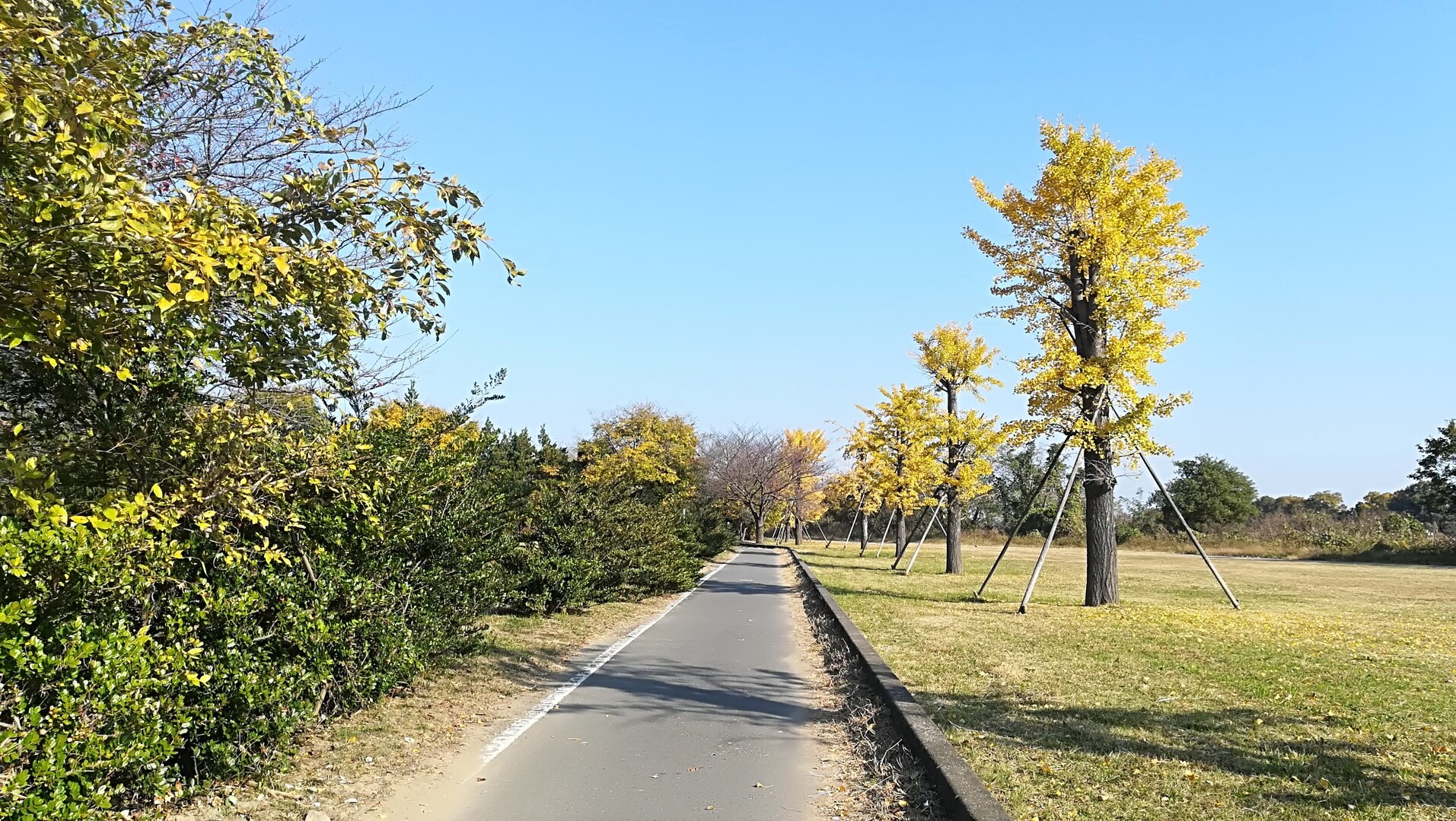 柏原の河川敷をお散歩20201118 / はぴはぴさんのウォーキングの活動データ YAMAP / ヤマップ