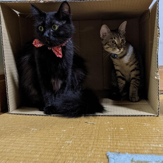 チハル