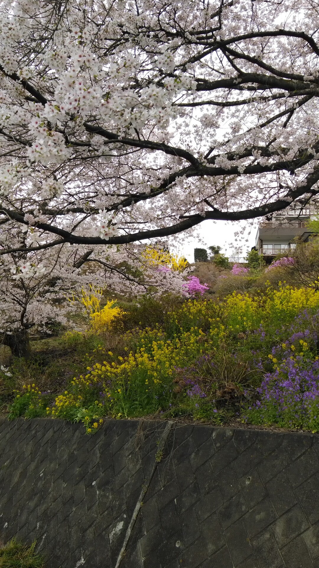 咲く桜散る桜 あっというまに満開 花吹雪 Y Jjさんのモーメント Yamap ヤマップ