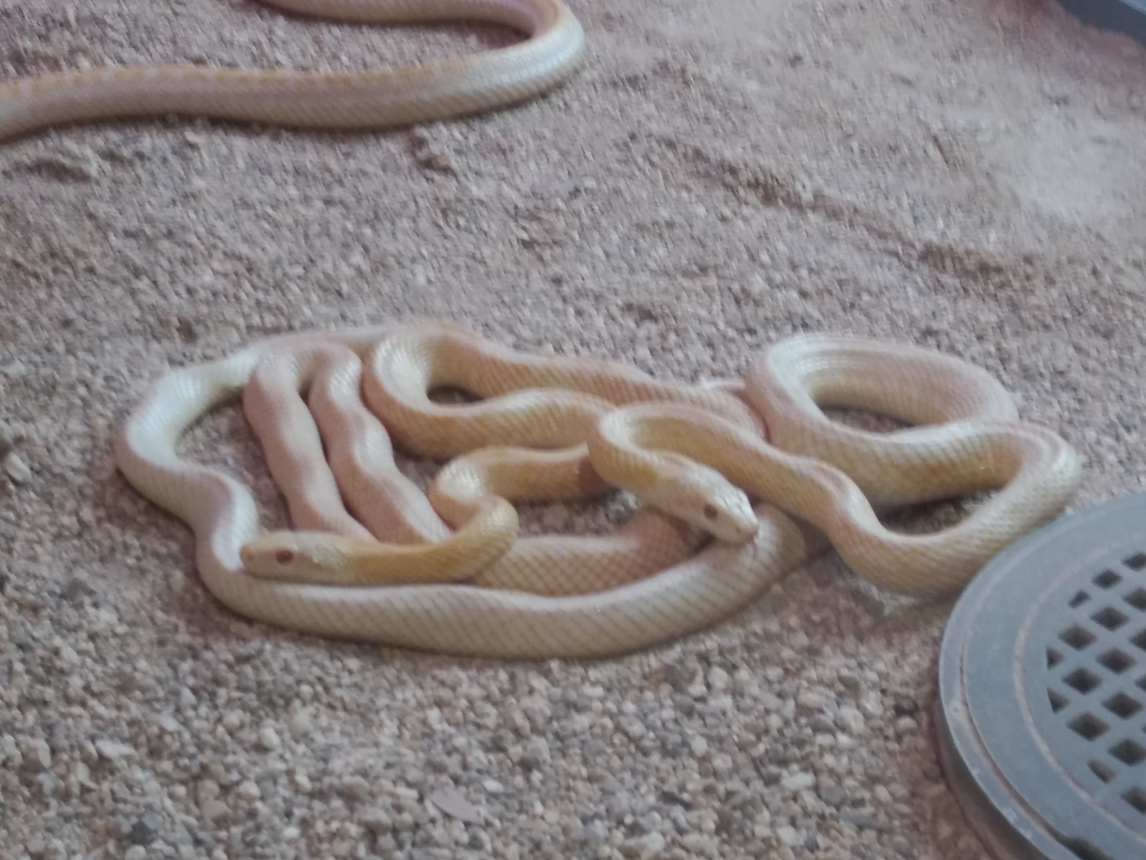 白蛇 国の天然記念物 見物 かみなりさんの岩国市 岩国エリアの活動データ Yamap ヤマップ