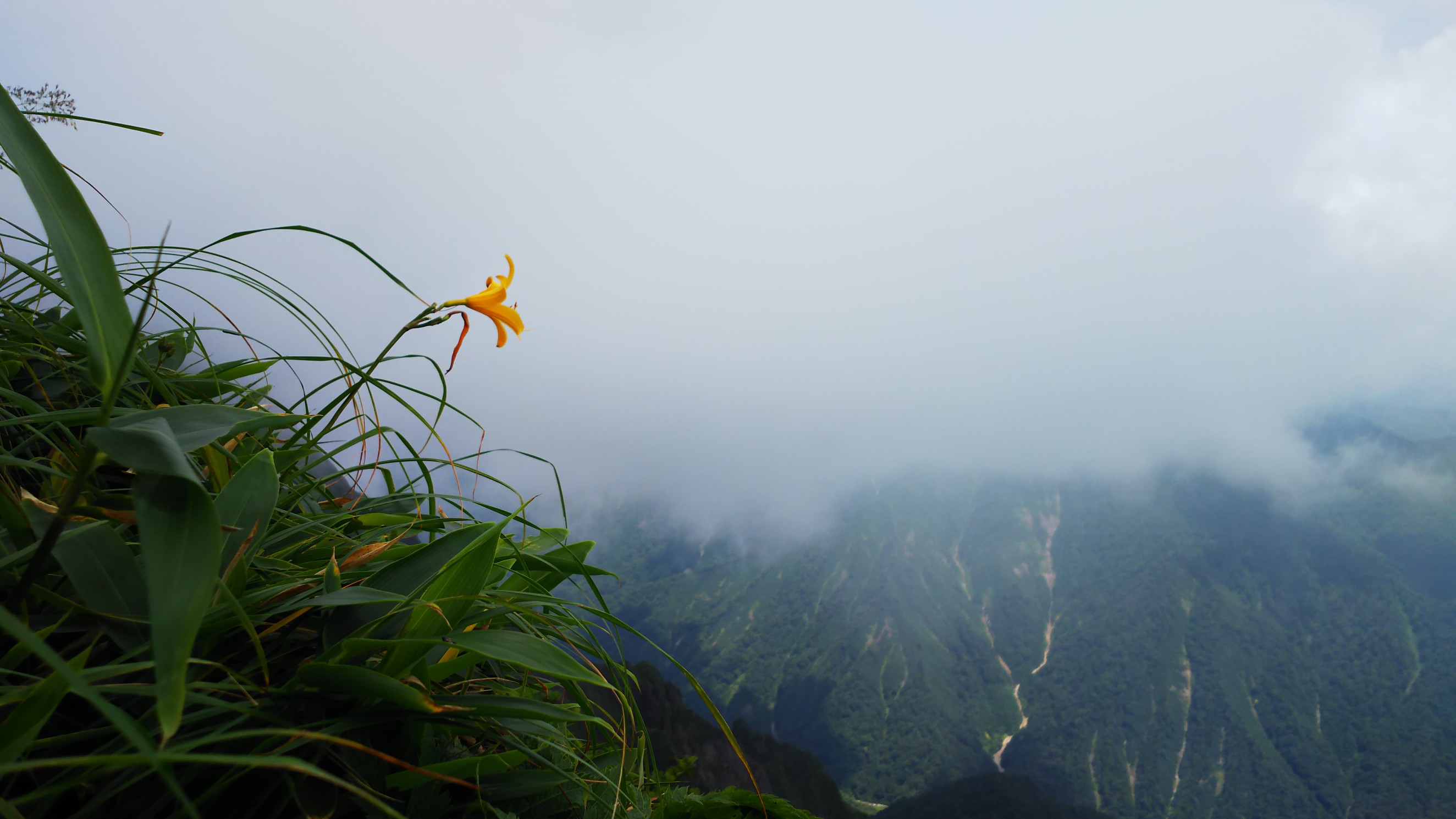 盛夏の花をもう一度 ー 梅雨明けの谷川岳へe ﾉ ﾂ オリトさんの谷川岳 七ツ小屋山 大源太山の活動日記 Yamap ヤマップ