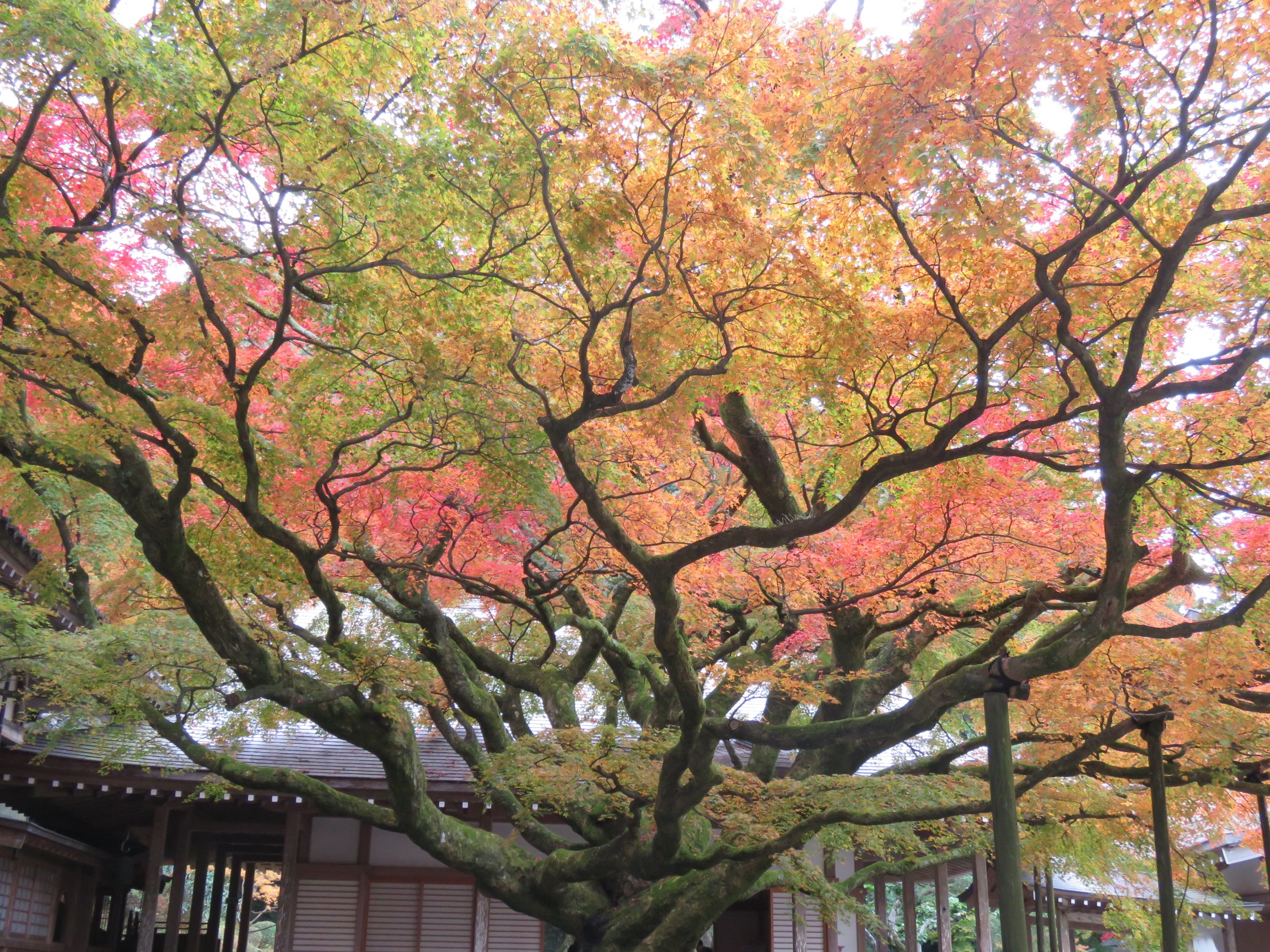 雷山 千如寺の紅葉 を 山オタクさんの雷山 井原山の活動日記 Yamap ヤマップ