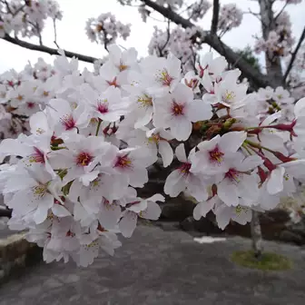 桜。きれい。