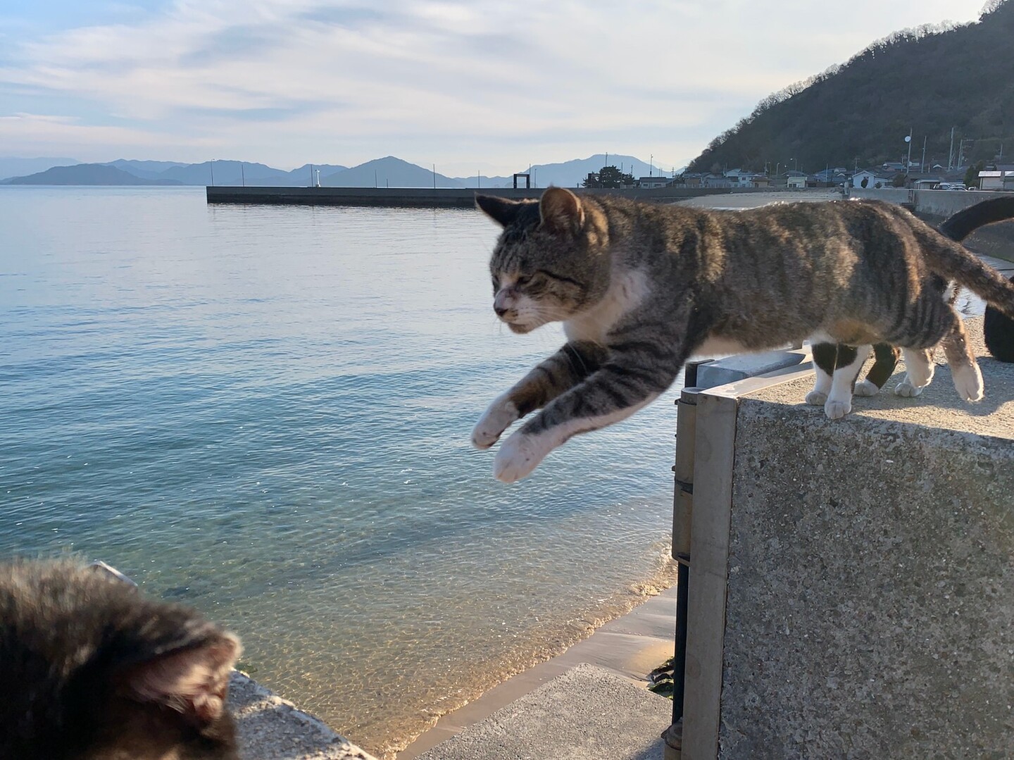グラビアばりの飛び猫島 ﾟwﾟ 佐柳島 02 11 ぽっきーさんの荘内半島 三崎半島 粟島の活動日記 Yamap ヤマップ