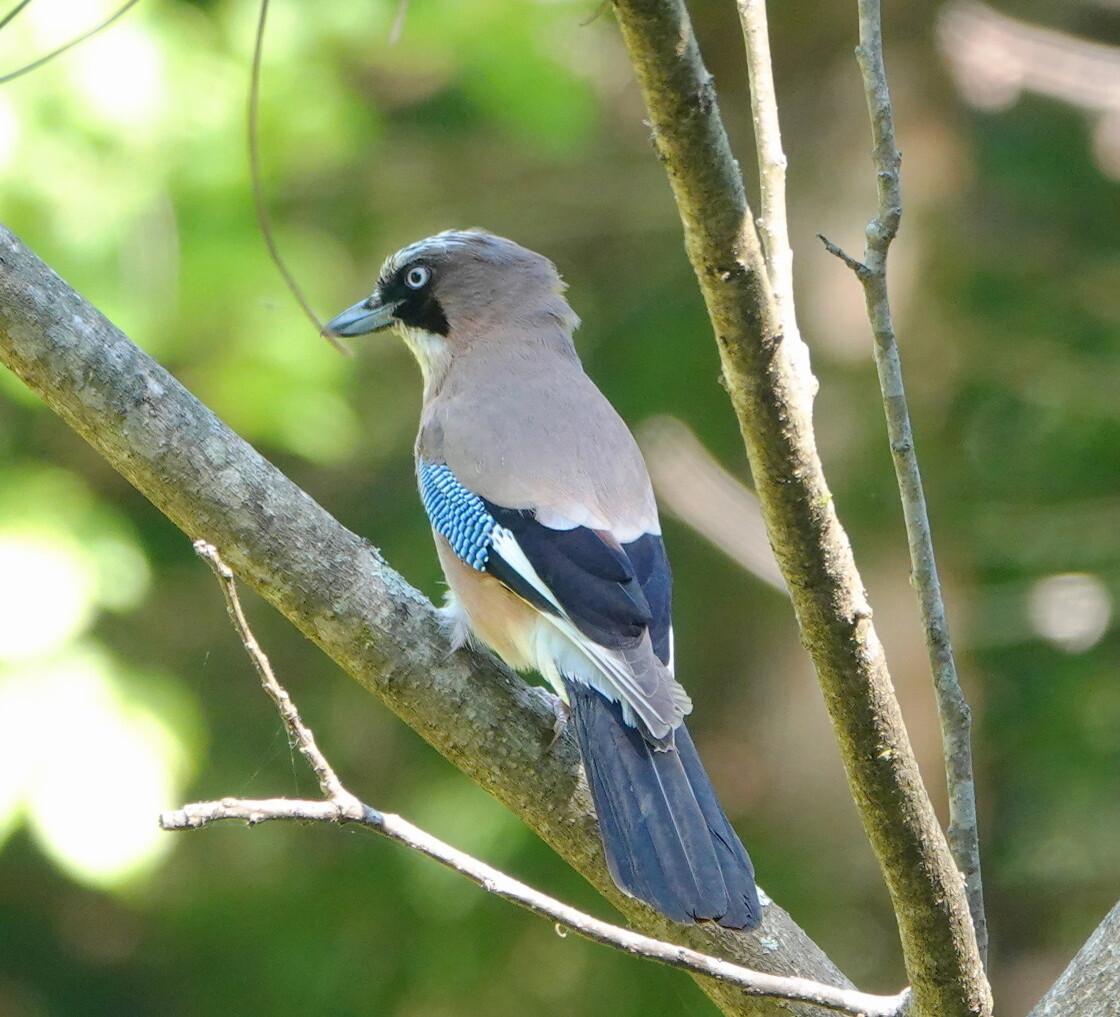 やった 初遭遇の野鳥 カケス 御嶽山奥ノ院経由大岳山 アキチャン1491さんの大岳山 御岳山 御前山の活動データ Yamap ヤマップ