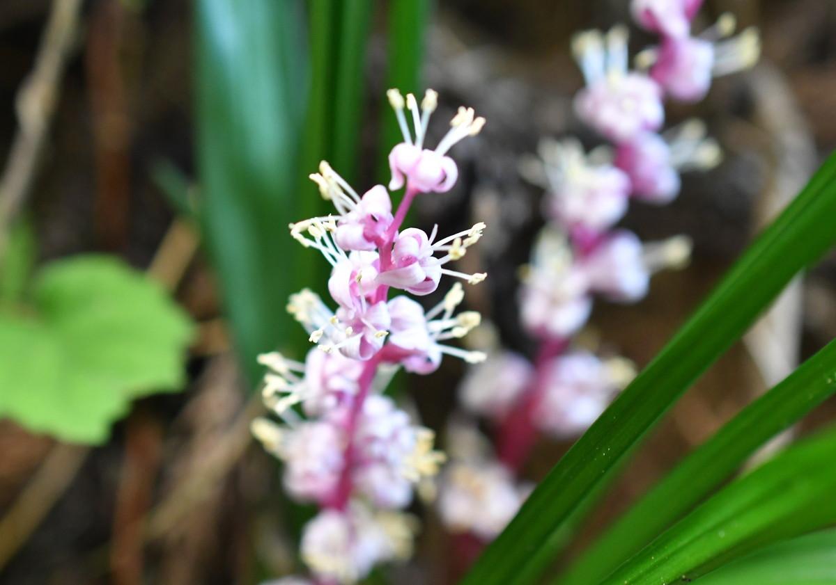 四国名花選 36 キチジョウソウ 四国花図鑑alphaさんのモーメント Yamap ヤマップ