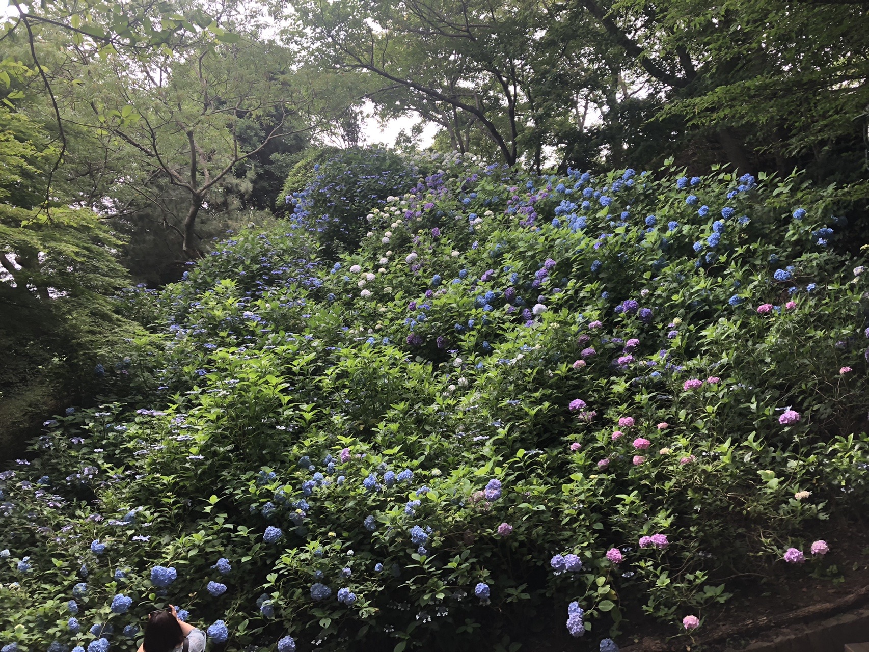 菊水山 鍋蓋山 再度公園 布引ハーブ園 くじちゃんさんの六甲山 長峰山 摩耶山の活動日記 Yamap ヤマップ
