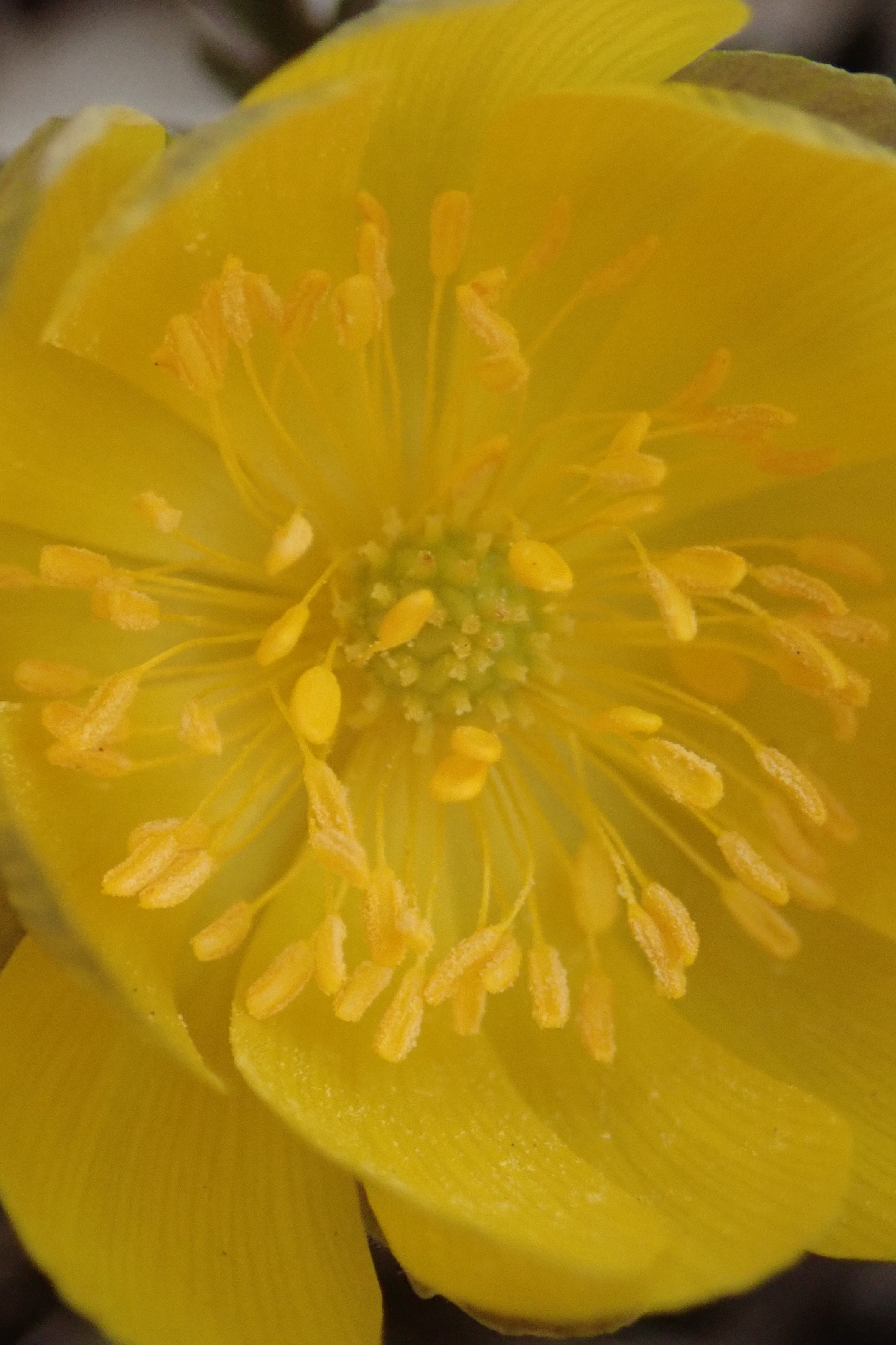 九州脊梁デビュー4座踏んだ後 白崩平で福寿草を愛でるの巻 でんあすさんの岩宇土山 白鳥山 銚子笠の活動データ Yamap ヤマップ