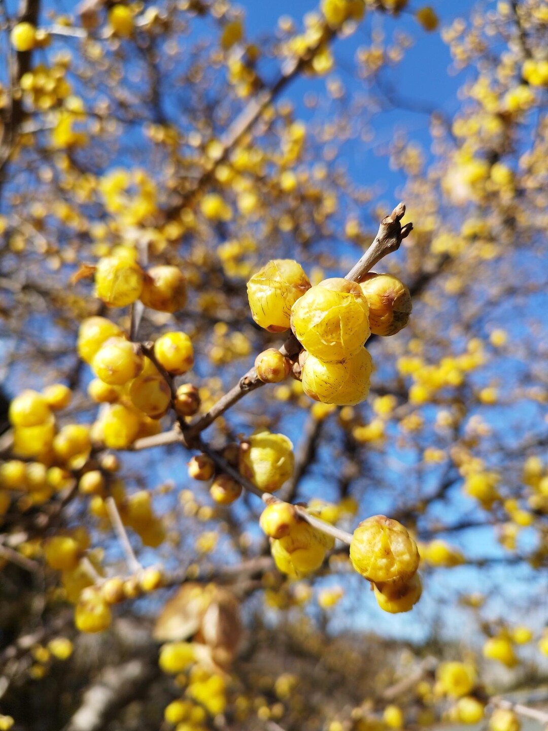 熊本市 春のお花の香りにふと辺りを見回す... / 設楽町民さんのモーメント YAMAP / ヤマップ