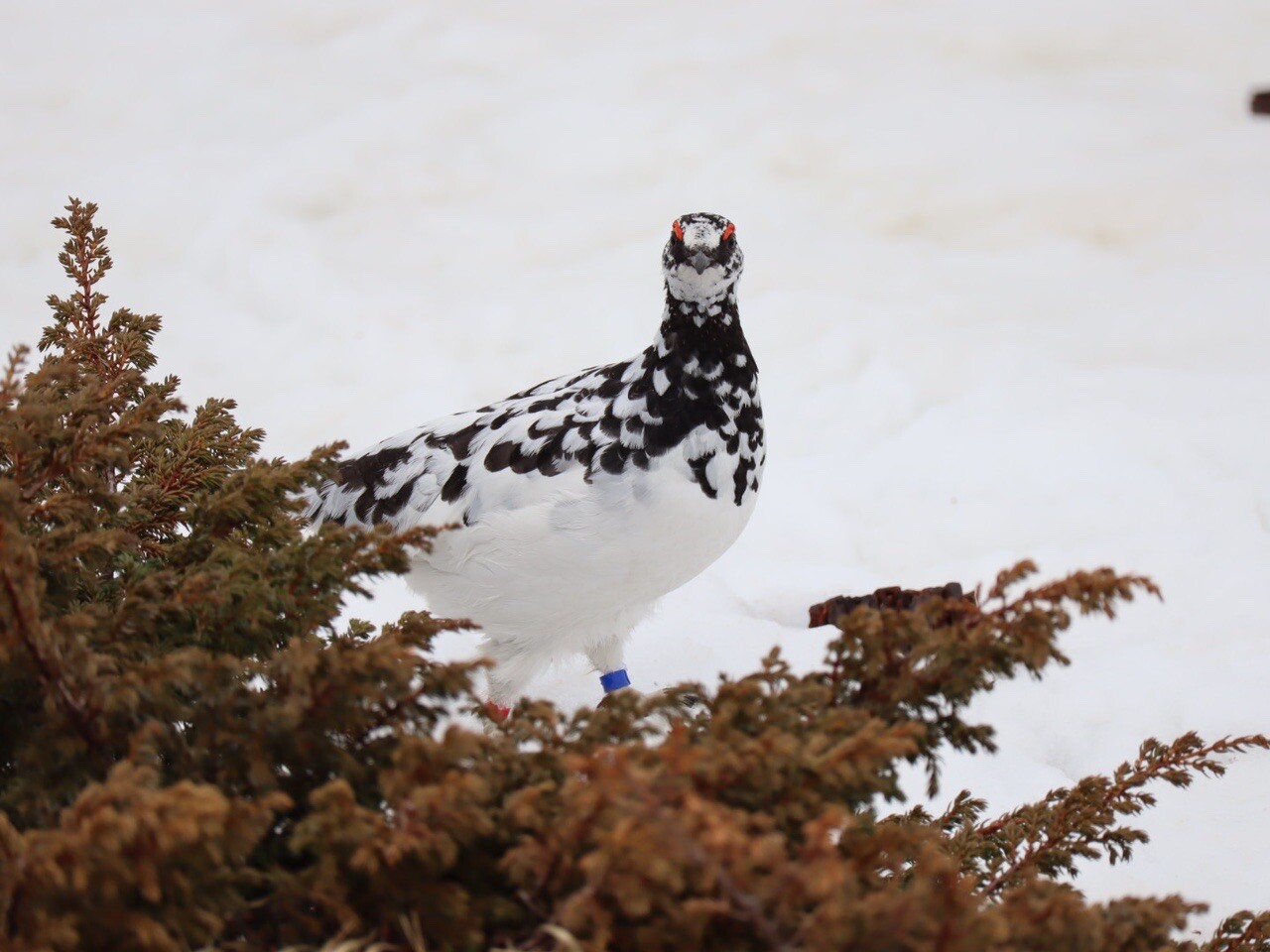 冬の雷鳥探し♫ 登山ガイドと行く ネイチャ