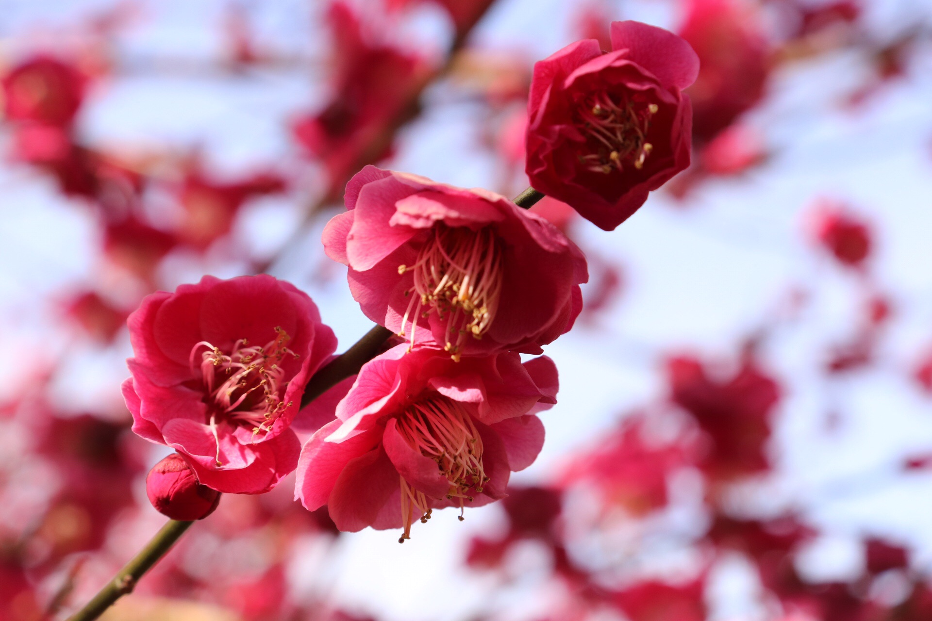 梅見頃 安中アルプス 御殿山 石尊山 戸谷山 19 03 10 ヤマナカさんの中山道 安中宿 松井田宿 の活動日記 Yamap ヤマップ