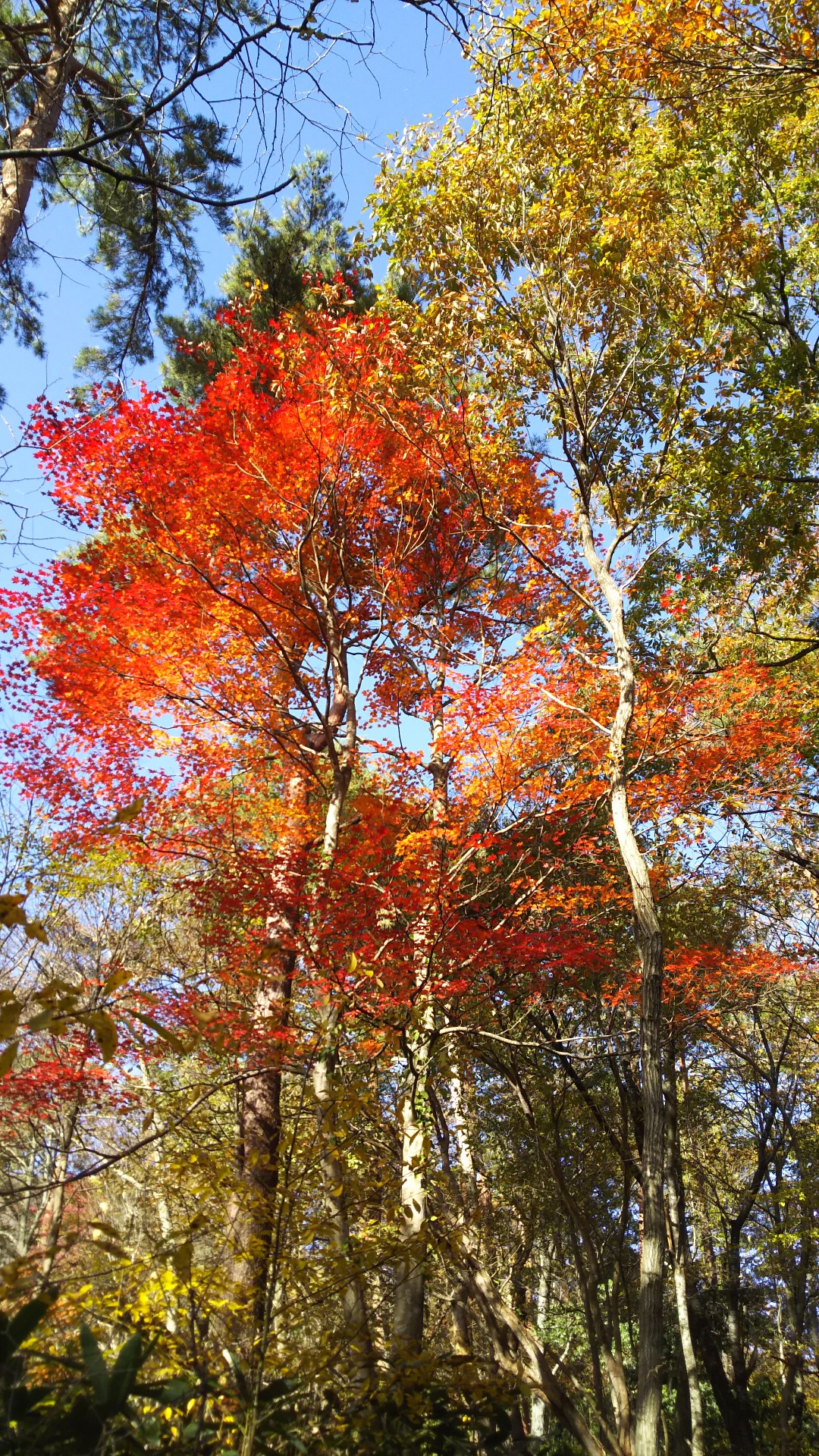 下蒜山 中蒜山 最後の紅葉を求めて 19 11 15 オレンジさんの蒜山の活動データ Yamap ヤマップ