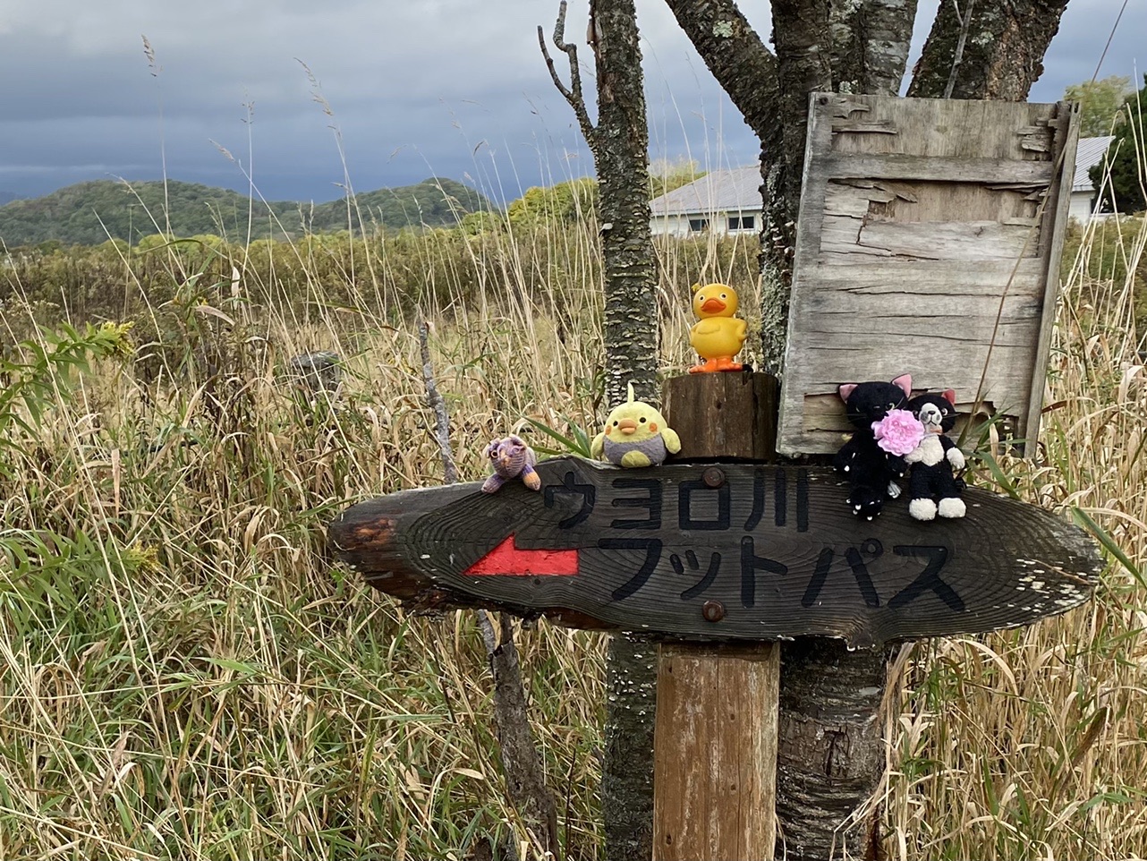 白老ウヨロ川フットパス / アンディさんの白老町 の活動日記 YAMAP / ヤマップ