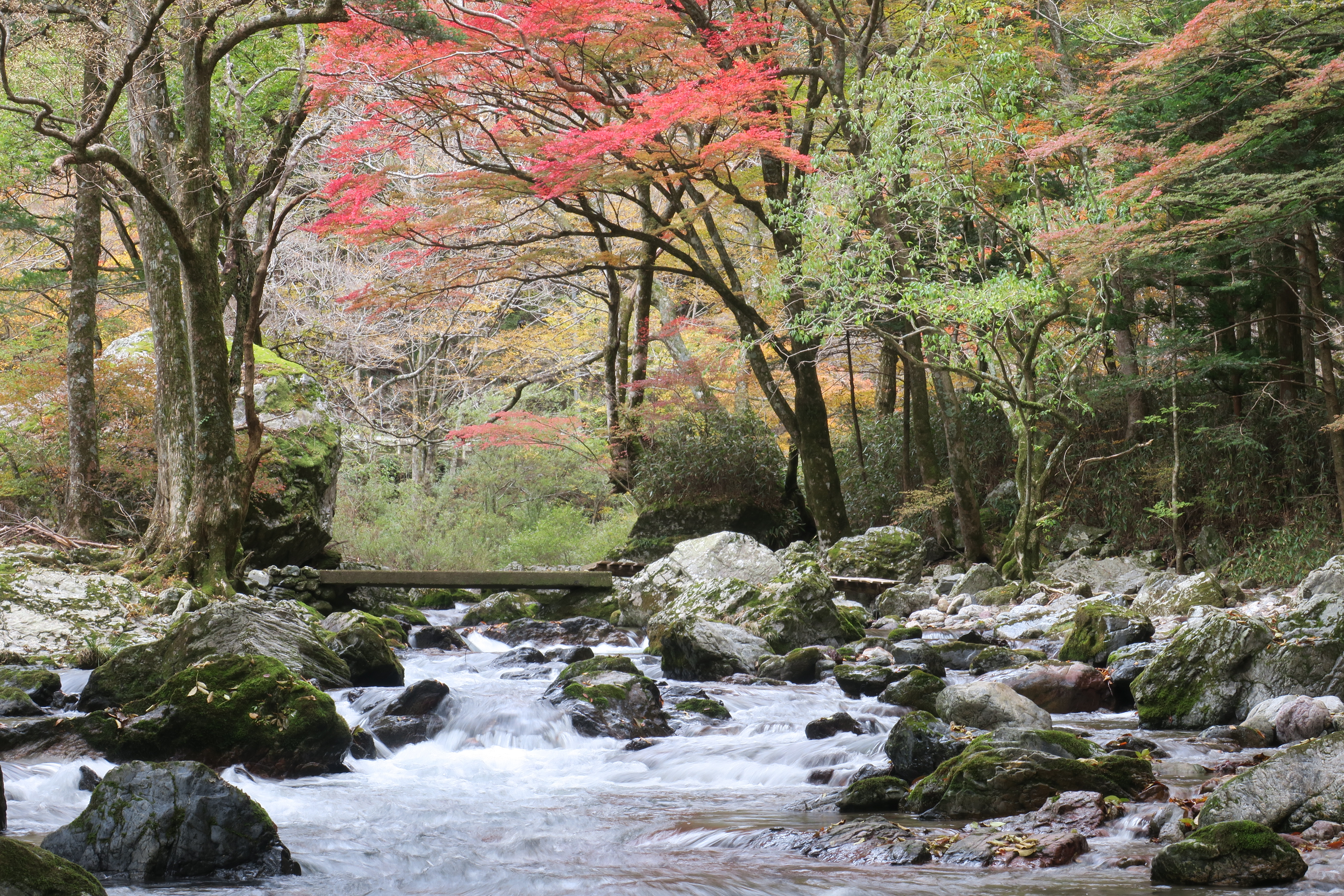 紅葉探しその８ 小田深山渓谷 11 06 むっちゃんさんの四国遍路その14の活動データ Yamap ヤマップ
