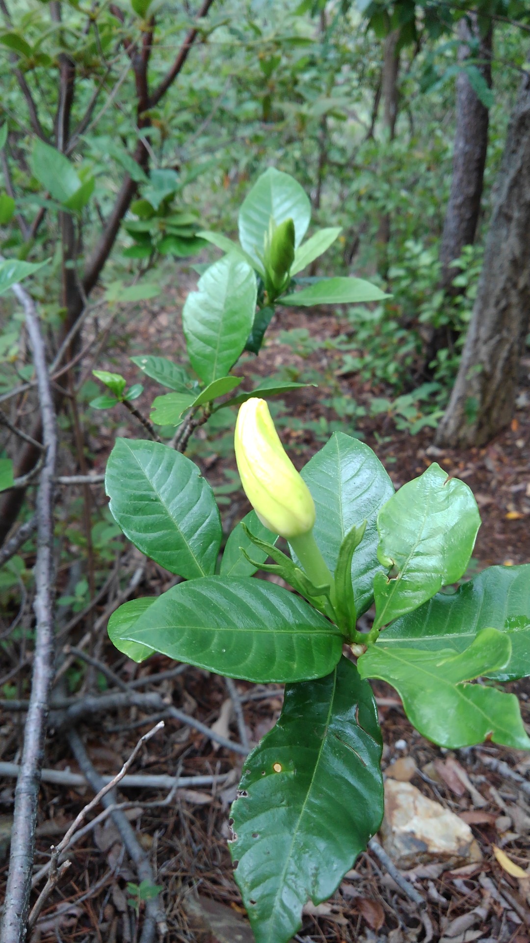 山肌に クチナシ の花が咲きましたよ すいすいさんの百々ヶ峰 源太峰の活動日記 Yamap ヤマップ