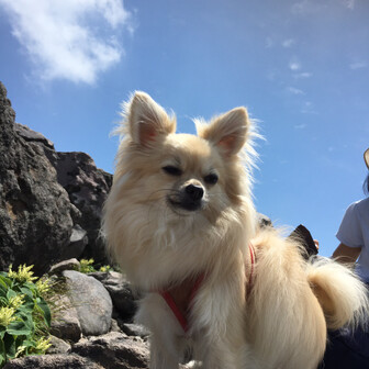 カモシカを 週末家族 犬で御岳山 奥多摩で ぽんたさんの大岳山 御岳山 御前山の活動データ Yamap ヤマップ