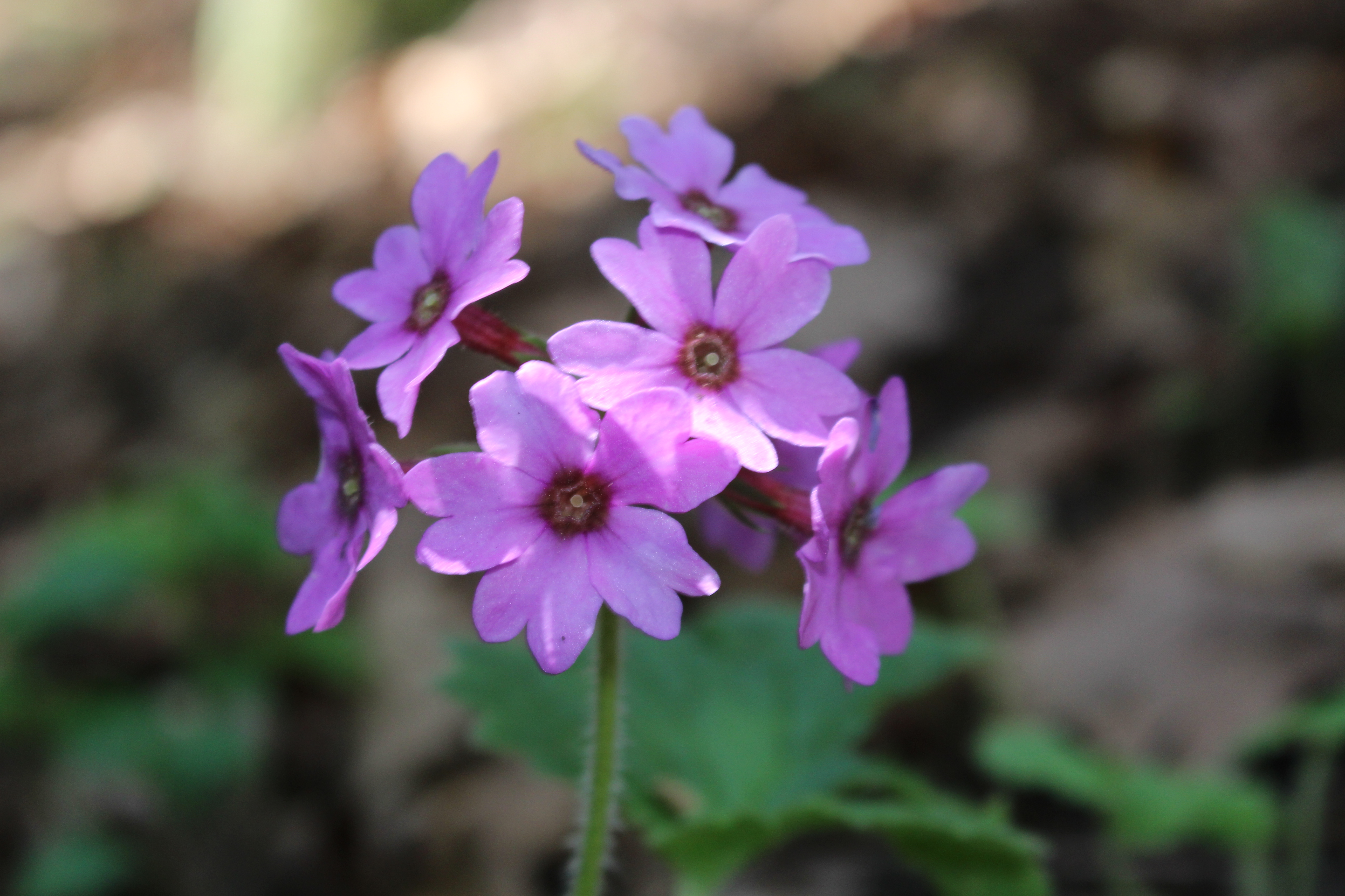 日本でここにしか咲かない花 カッコソウが見たくて鳴神山へ ハドさんの鳴神山 吾妻山の活動データ Yamap ヤマップ