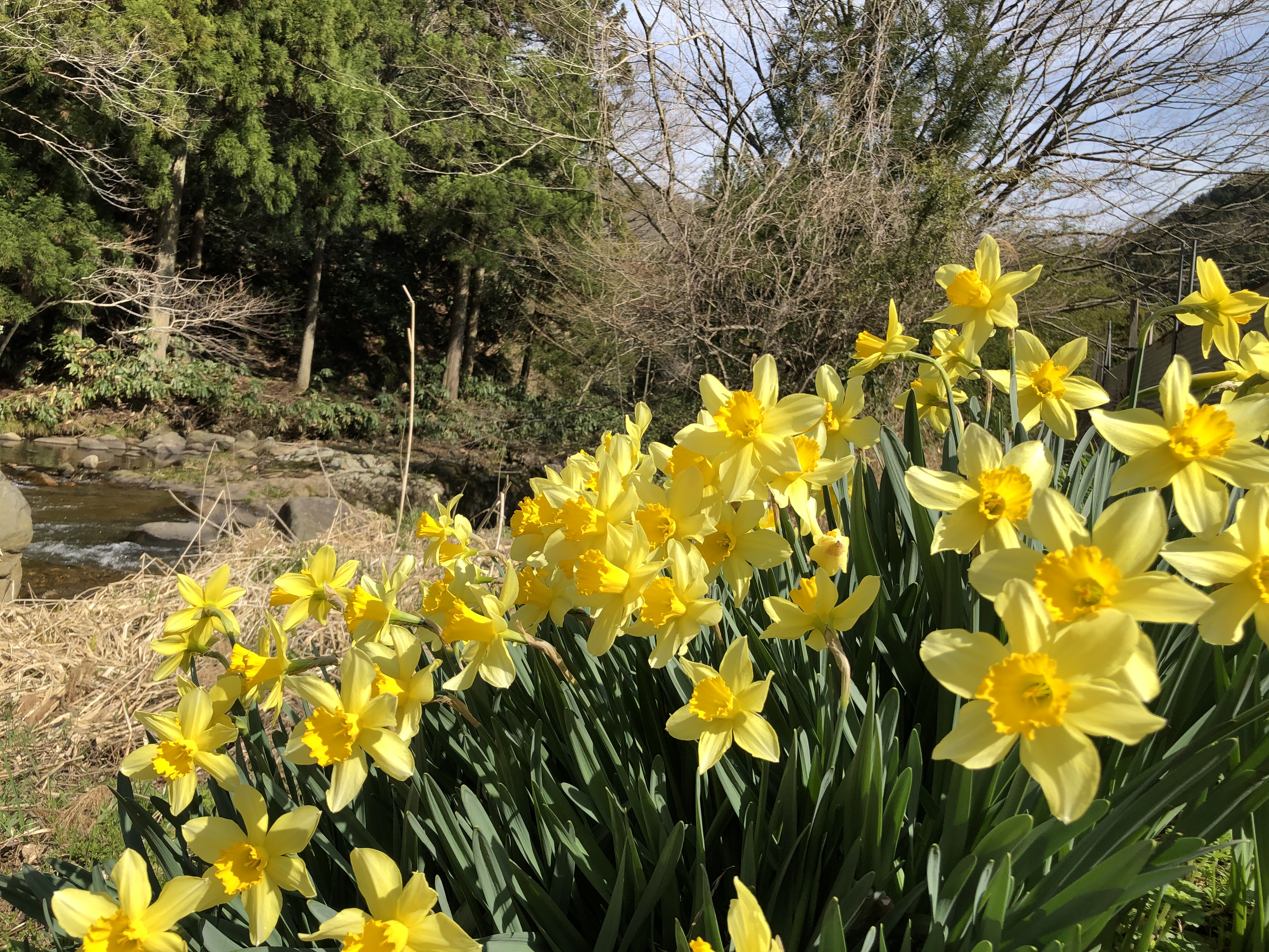 渓流釣りのポイント探してたら 毛無山 に行ってしまった おぢぢ Vさんの大万木山 琴引山 弥山 指谷山 鯛ノ巣山の活動データ Yamap ヤマップ