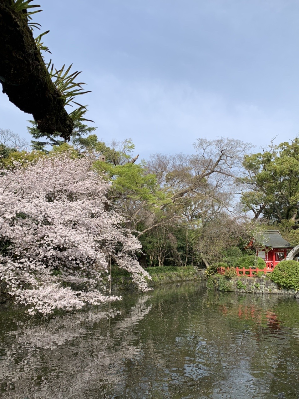 三嶋大社 楽寿園 三島スカイウォークウォーキング 21 03 30 はるさんのウォーキングの活動日記 Yamap ヤマップ