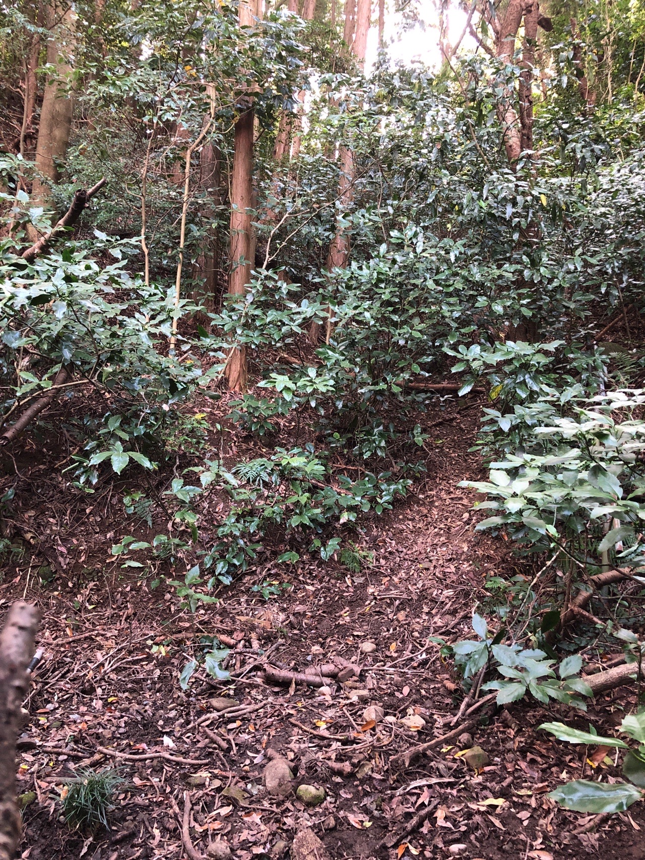 おしゃれ】 有度山 赤 絵鉢 長方 setonda.com