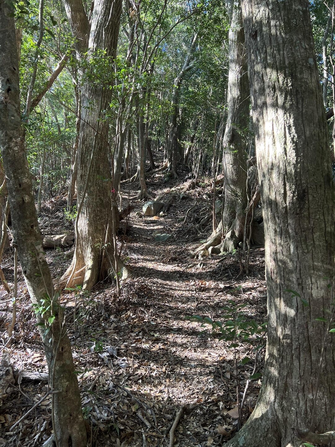 鰐塚山 / 鰐塚山の写真2枚目 / 初めから急登 YAMAP / ヤマップ