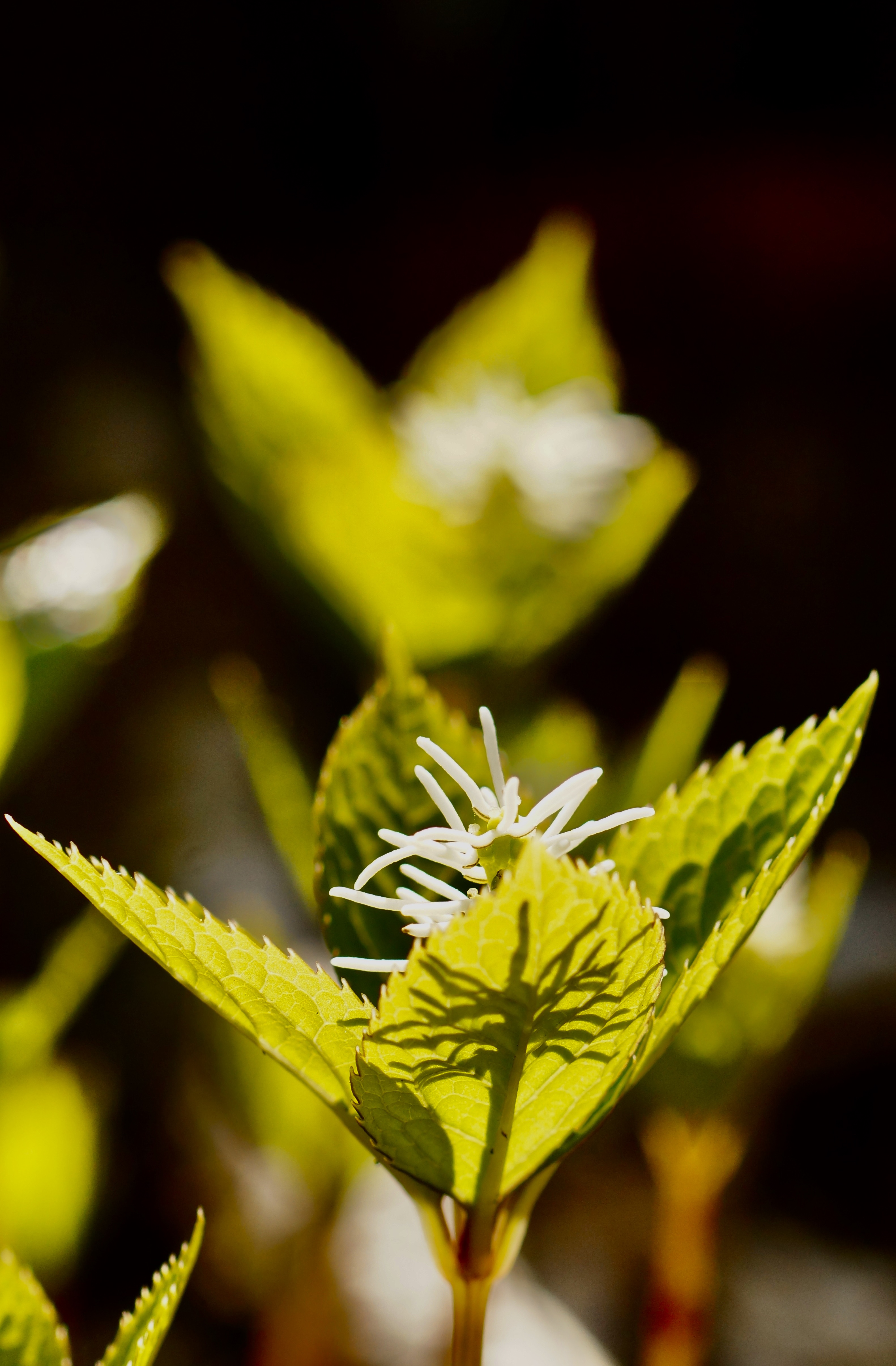 ヒトリシズカ 花の名前が好き 葉っ えじまりさんのモーメント Yamap ヤマップ