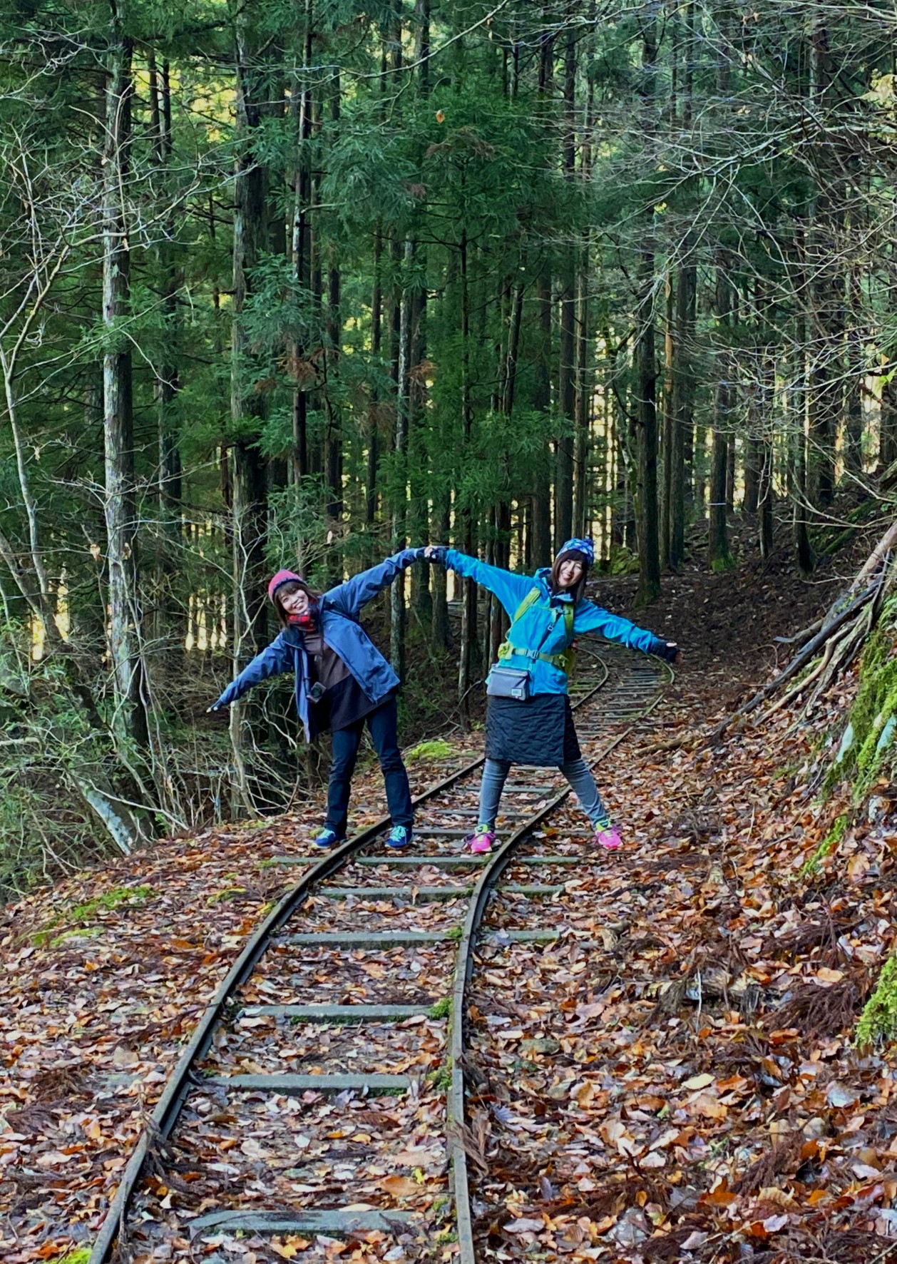 芦生の森のトロッコ道散策 おけいさんの美山川の活動日記 Yamap ヤマップ