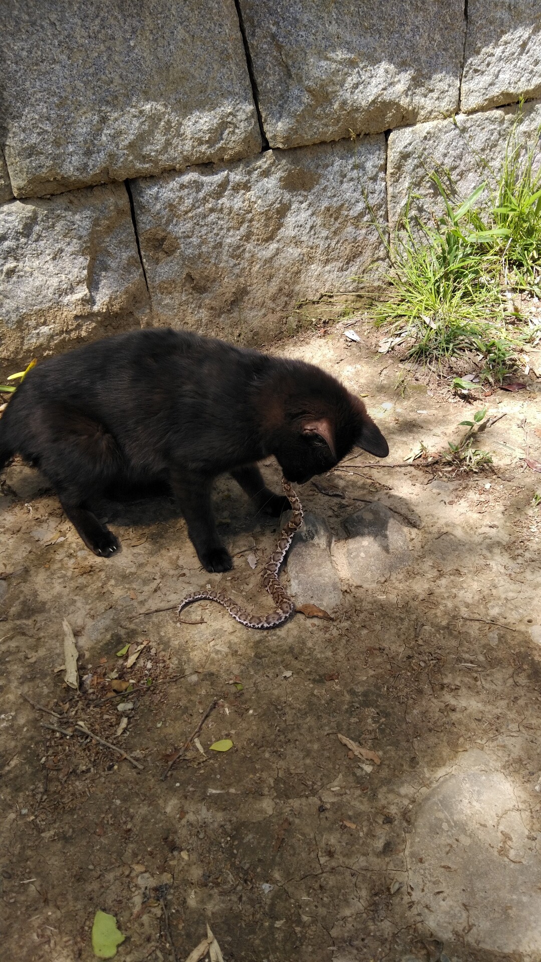 黒猫vsマムシ 飯野山ハイキング 山頂決戦 飯野山 讃岐富士 の写真14枚目 マムシとの戦いは第２ラウンドへ 終始優勢 Yamap ヤマップ