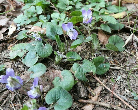 今年のすみれアルバム サエモンさんの松島の活動日記 Yamap ヤマップ