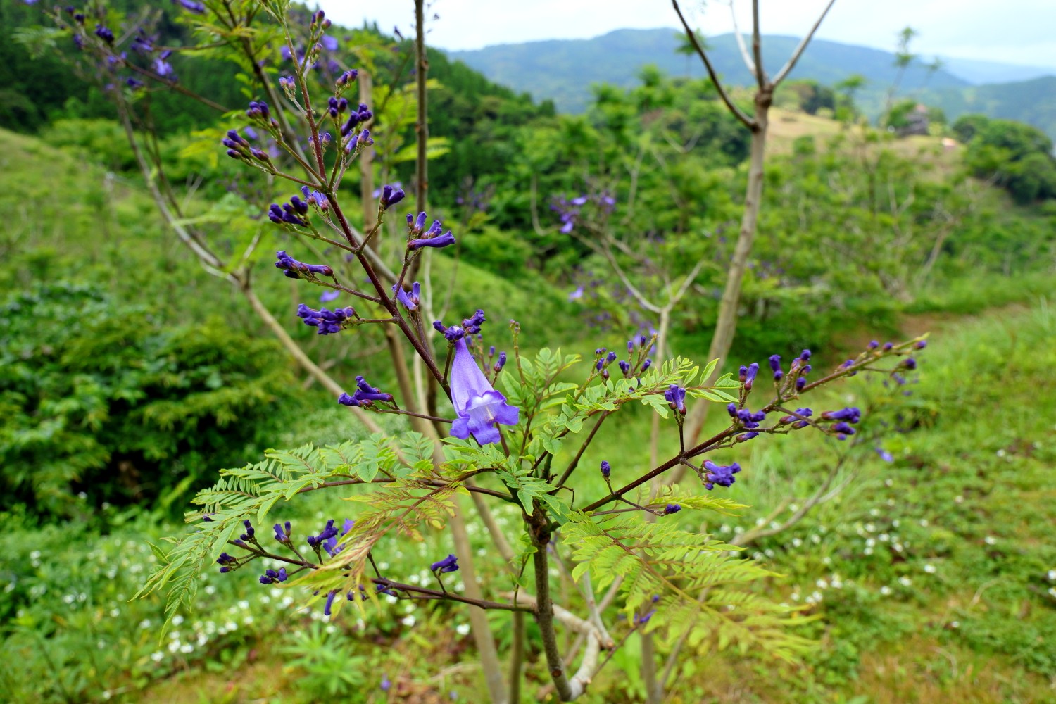 ジャカランダ 茶碗山 道の駅なんごう きわなさんの高砂城山の活動データ Yamap ヤマップ