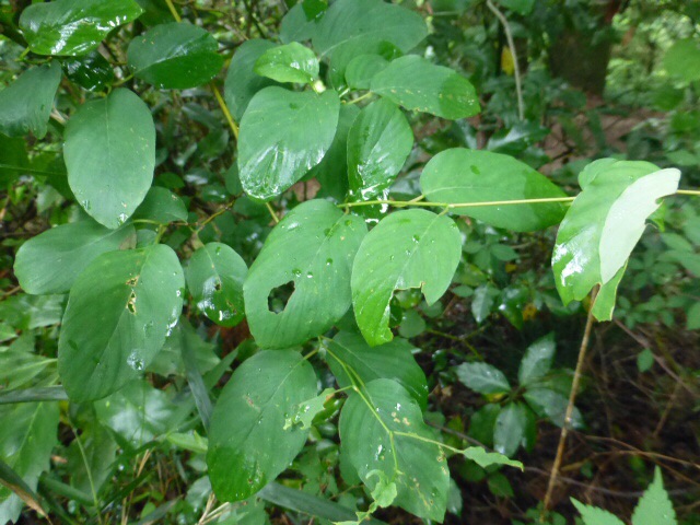 高尾山で樹木観察歩き 時間をかけて Gotofishingさんの高尾山 陣馬山 景信山の活動日記 Yamap ヤマップ